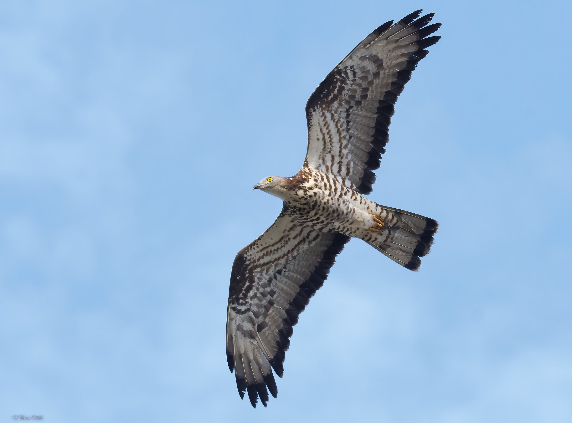Honey buzzard (Pernis apivorus)