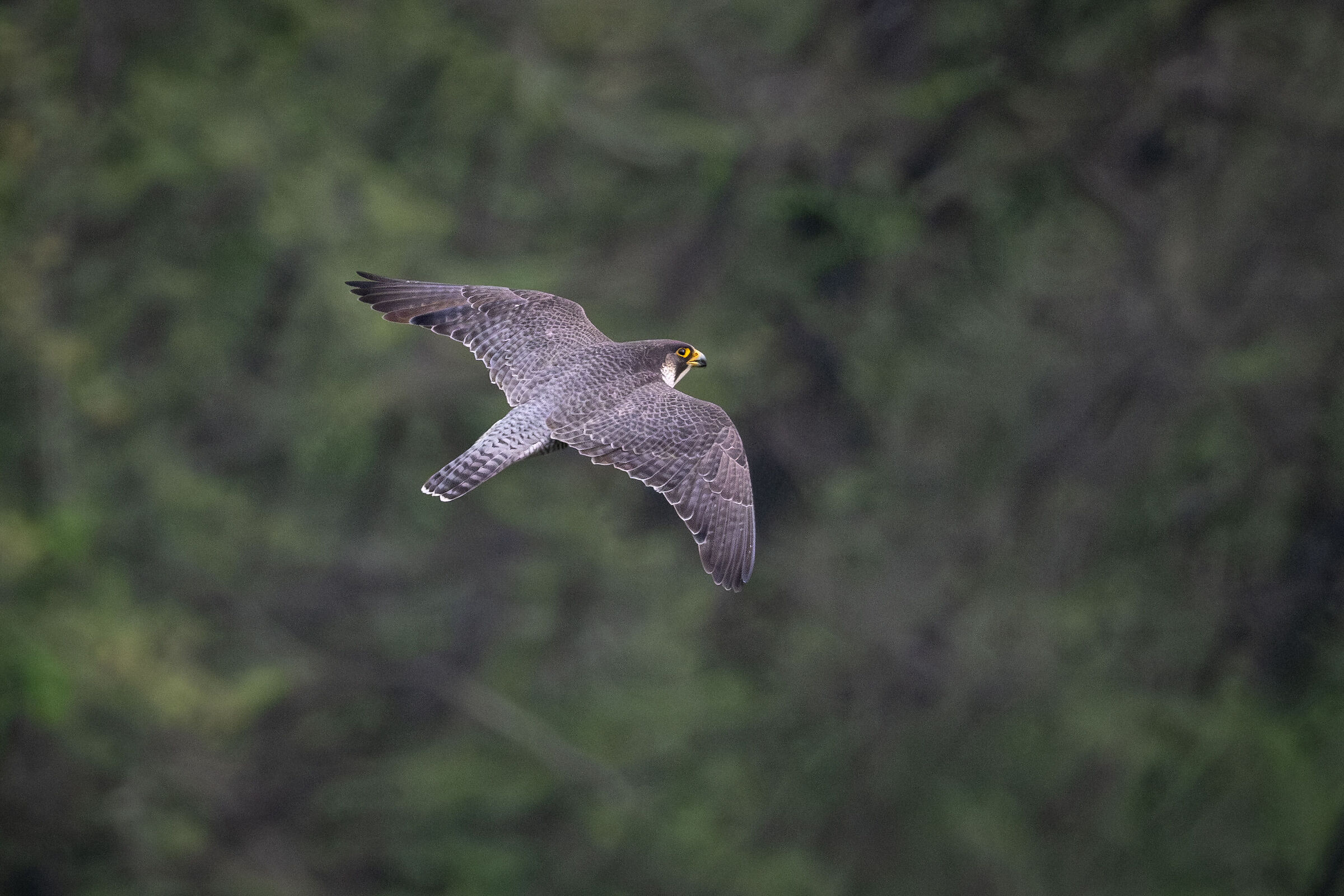 In volo