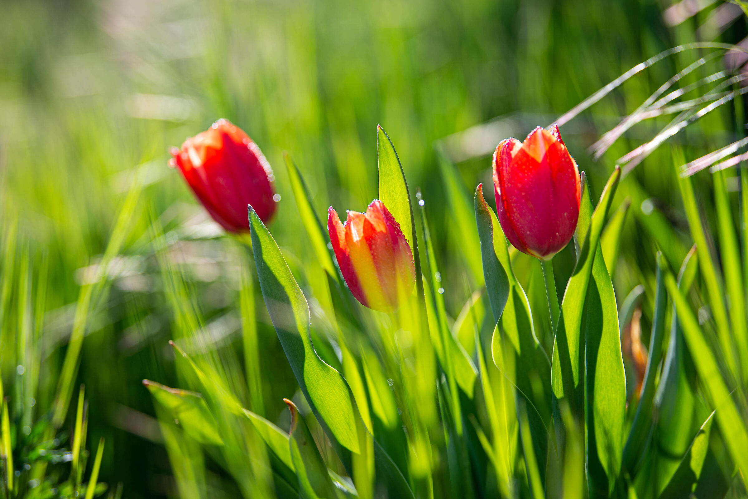 The tulips of via ronchi