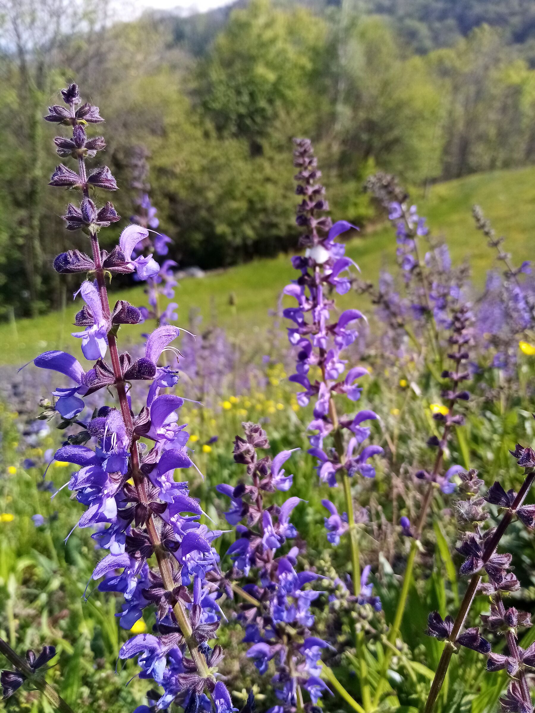 Profumo di primavera...
