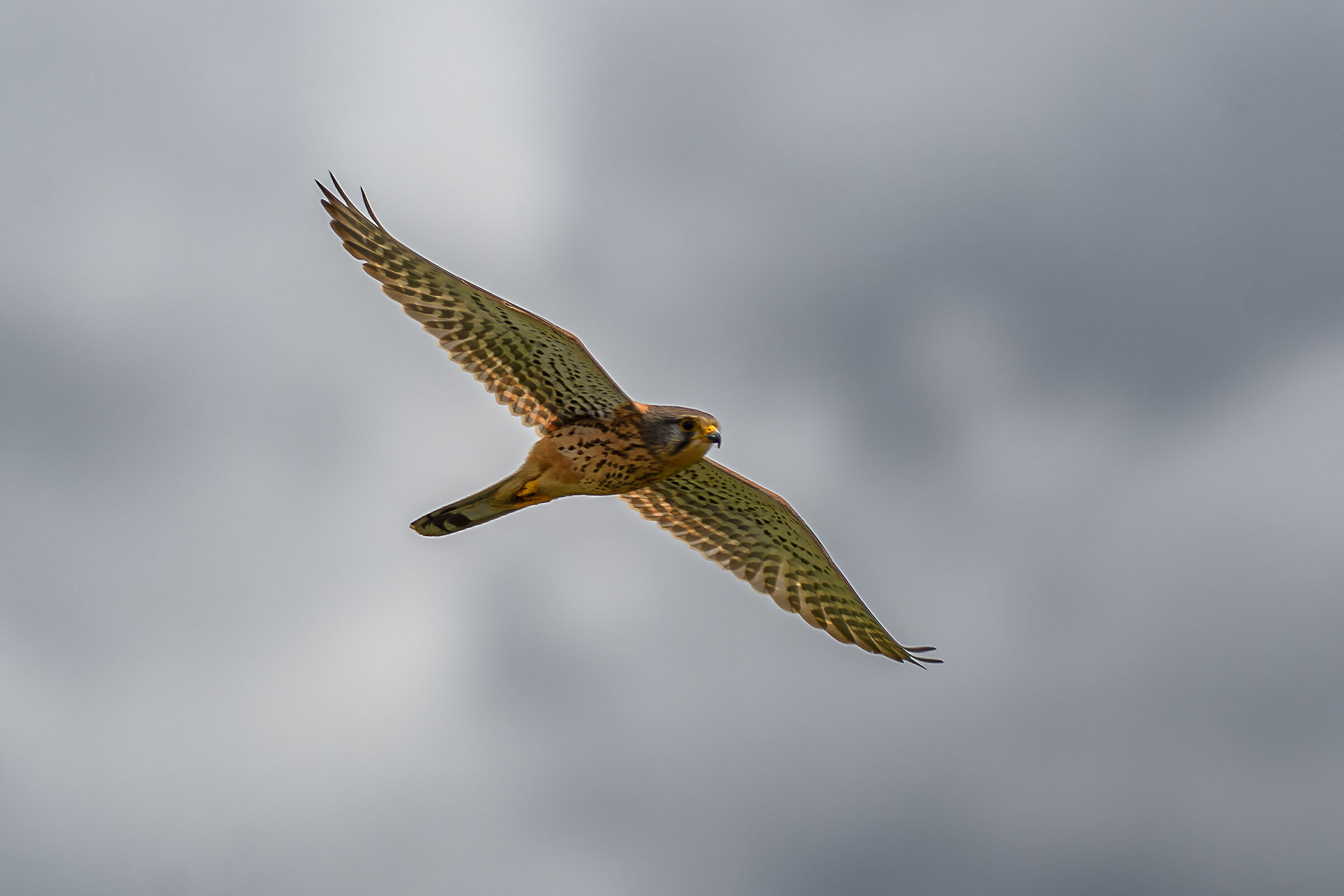 Kestrel