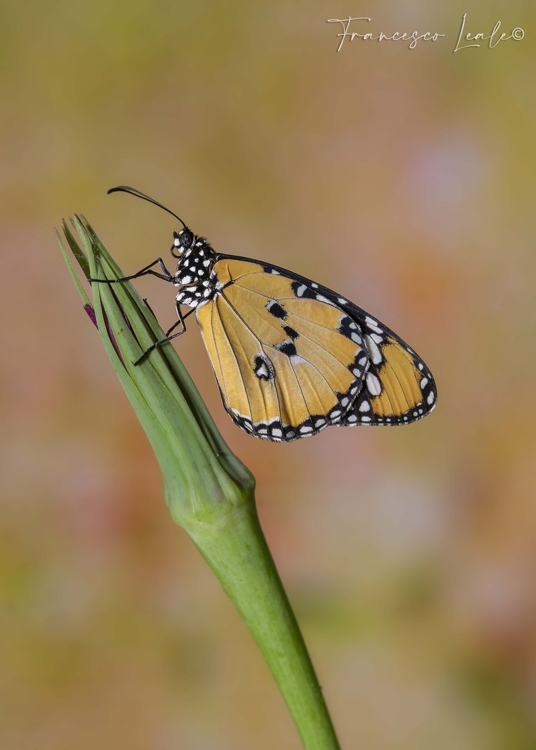African monarch