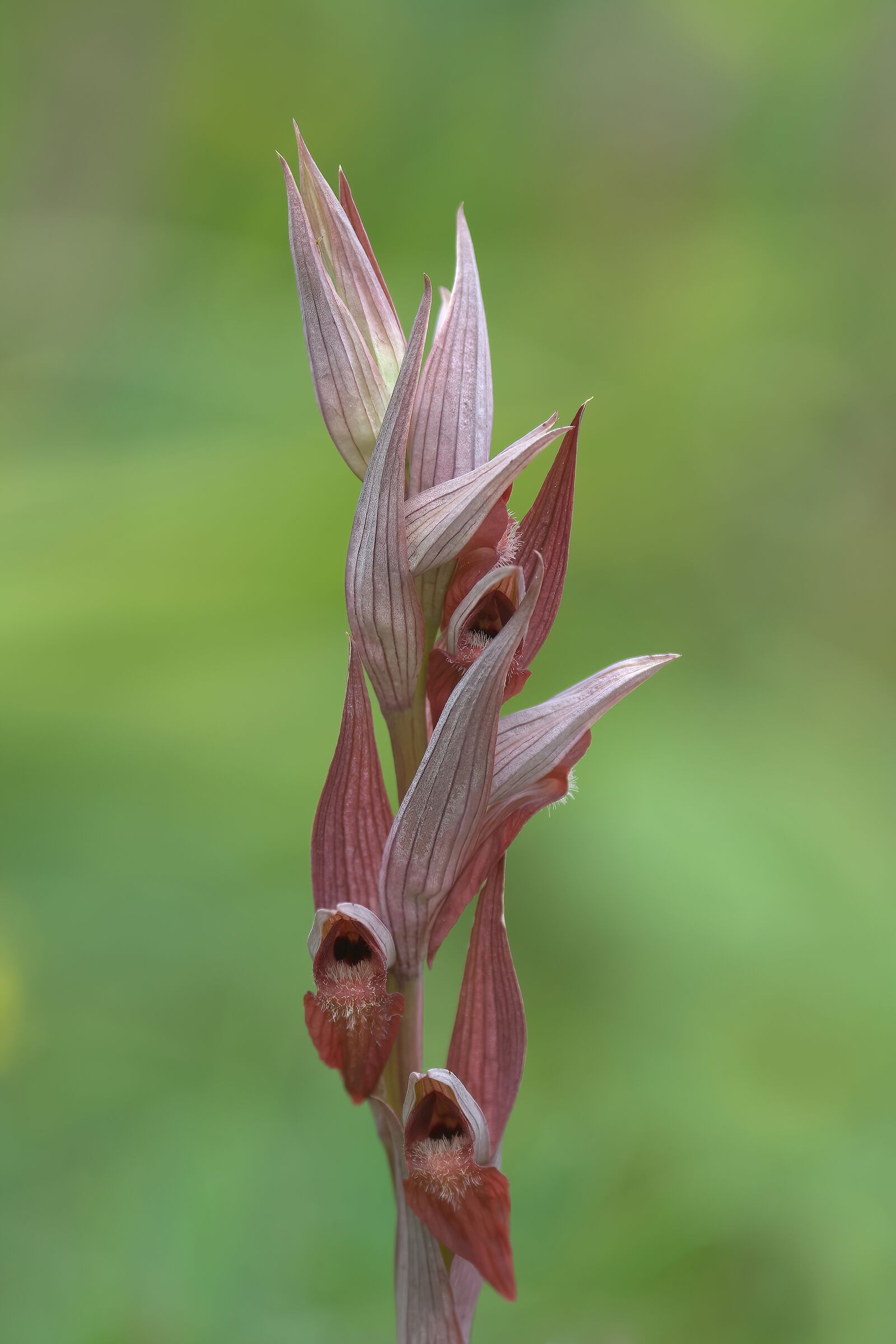 Serapias vomeracea