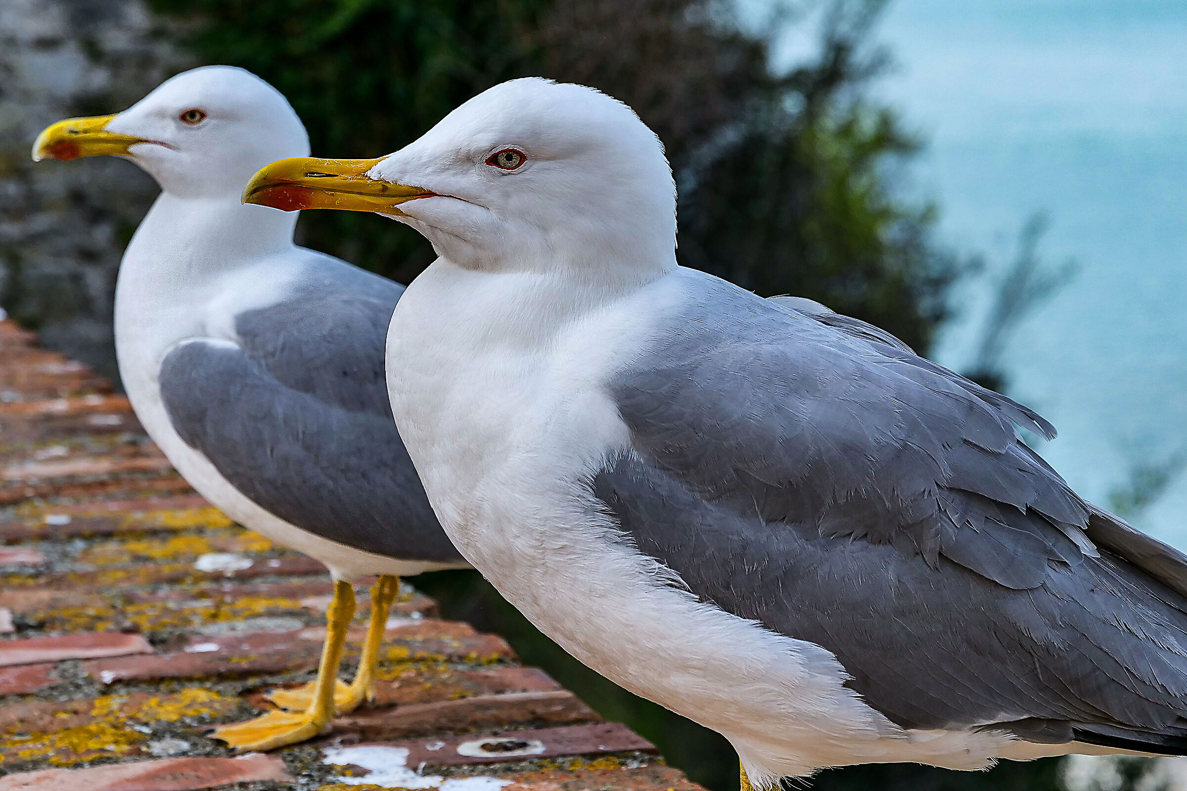 pair