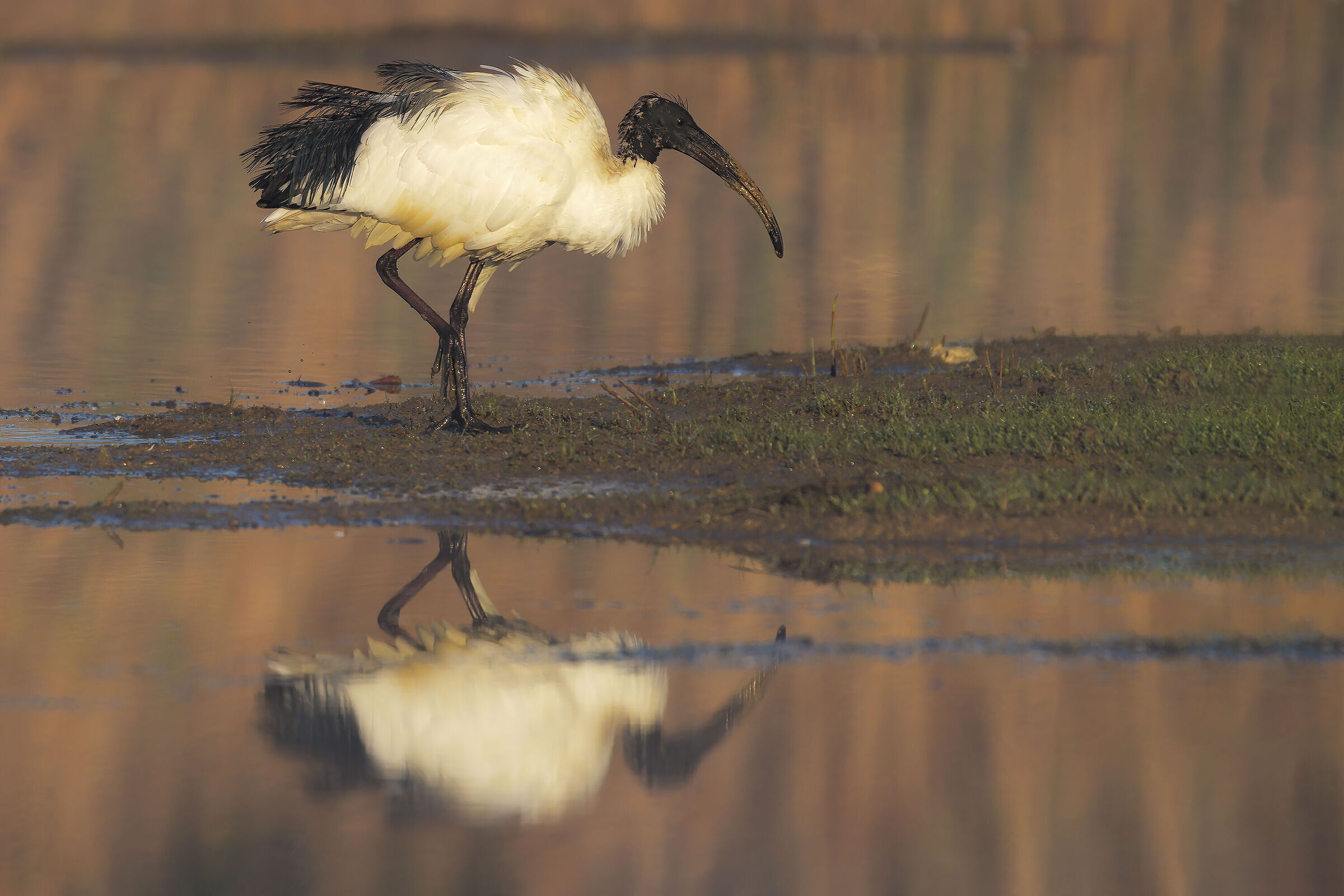 Sacred ibis