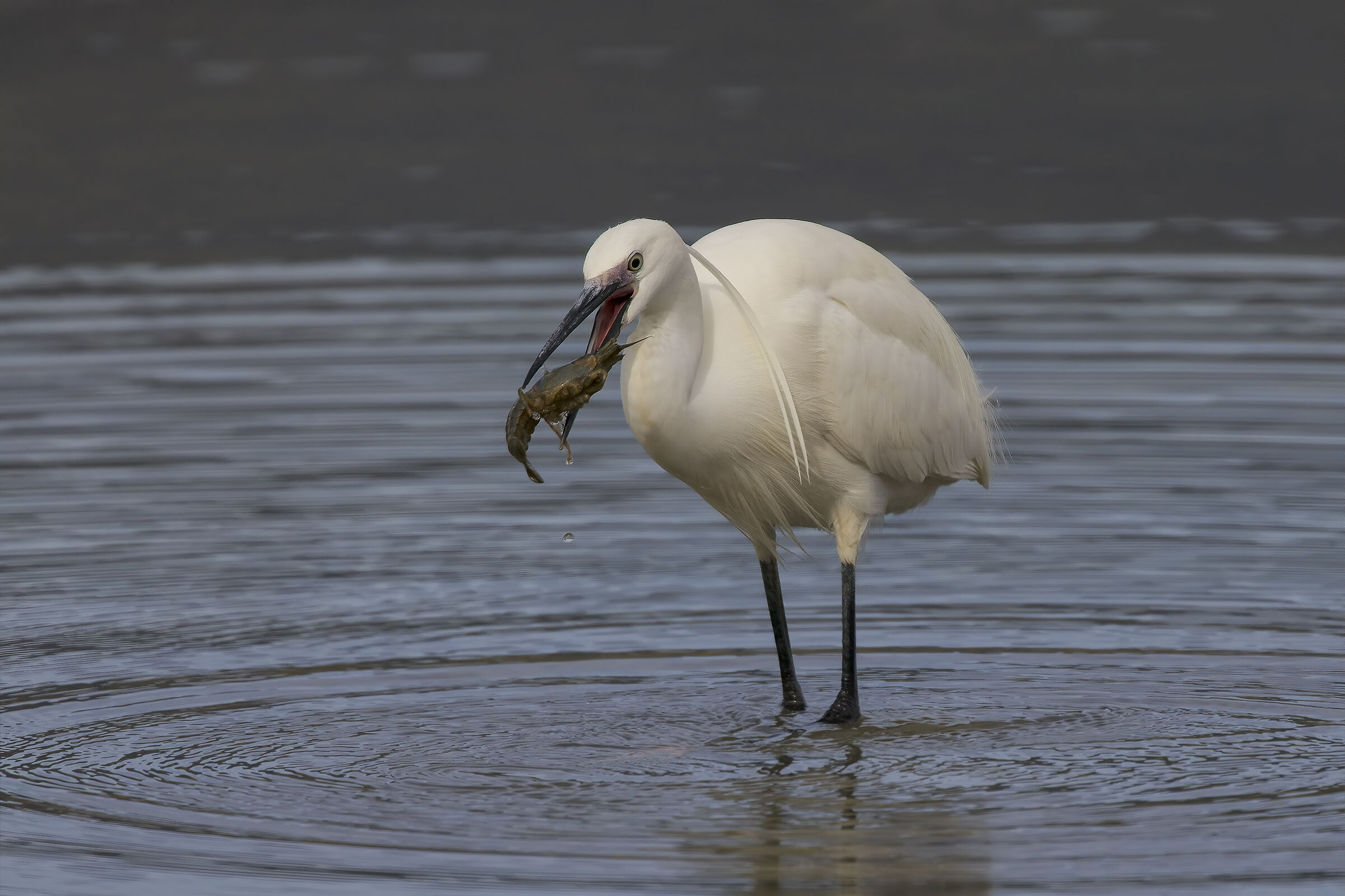 Egret and the shrimp