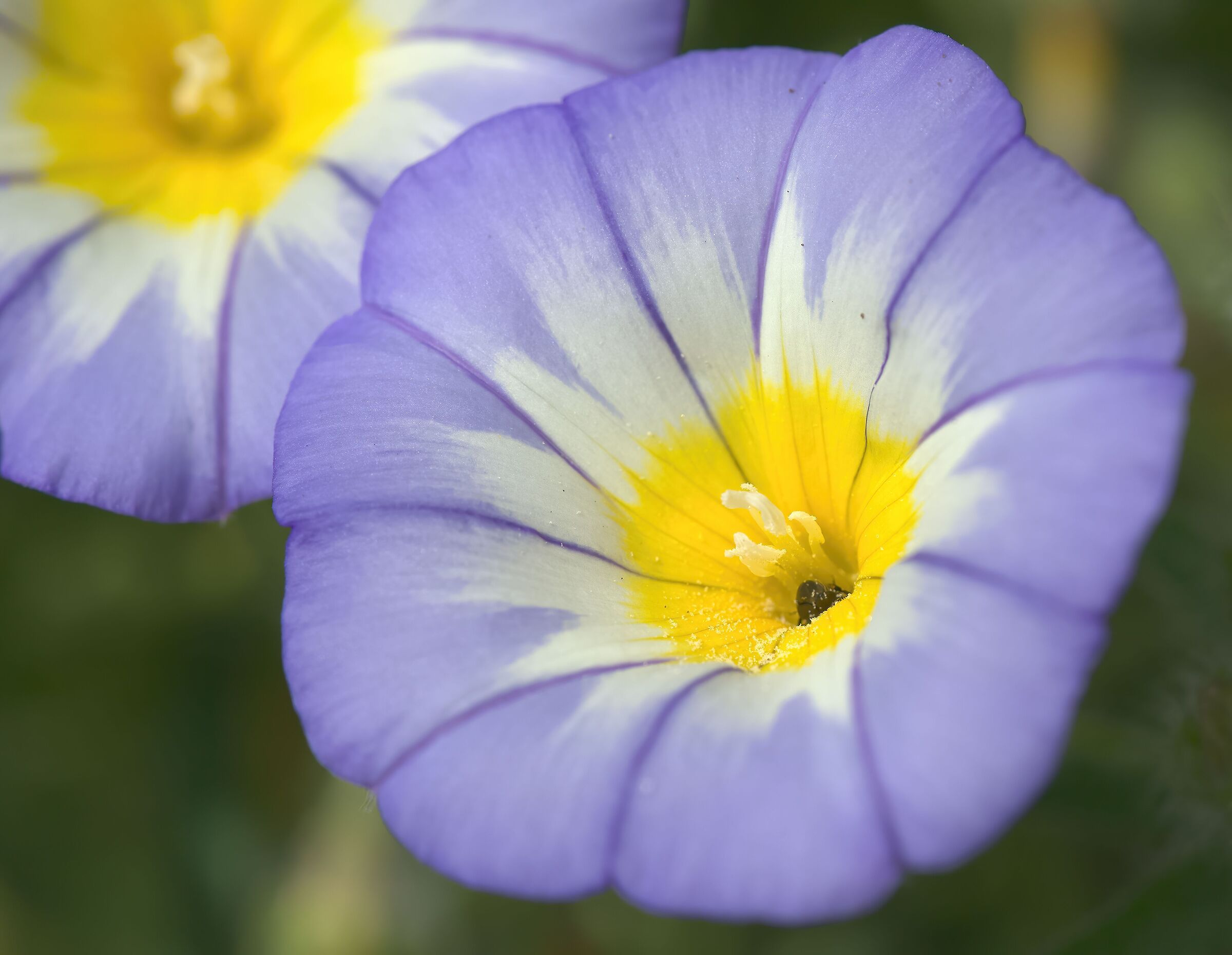 Convolvulus tricolor - Caulonia Marittima