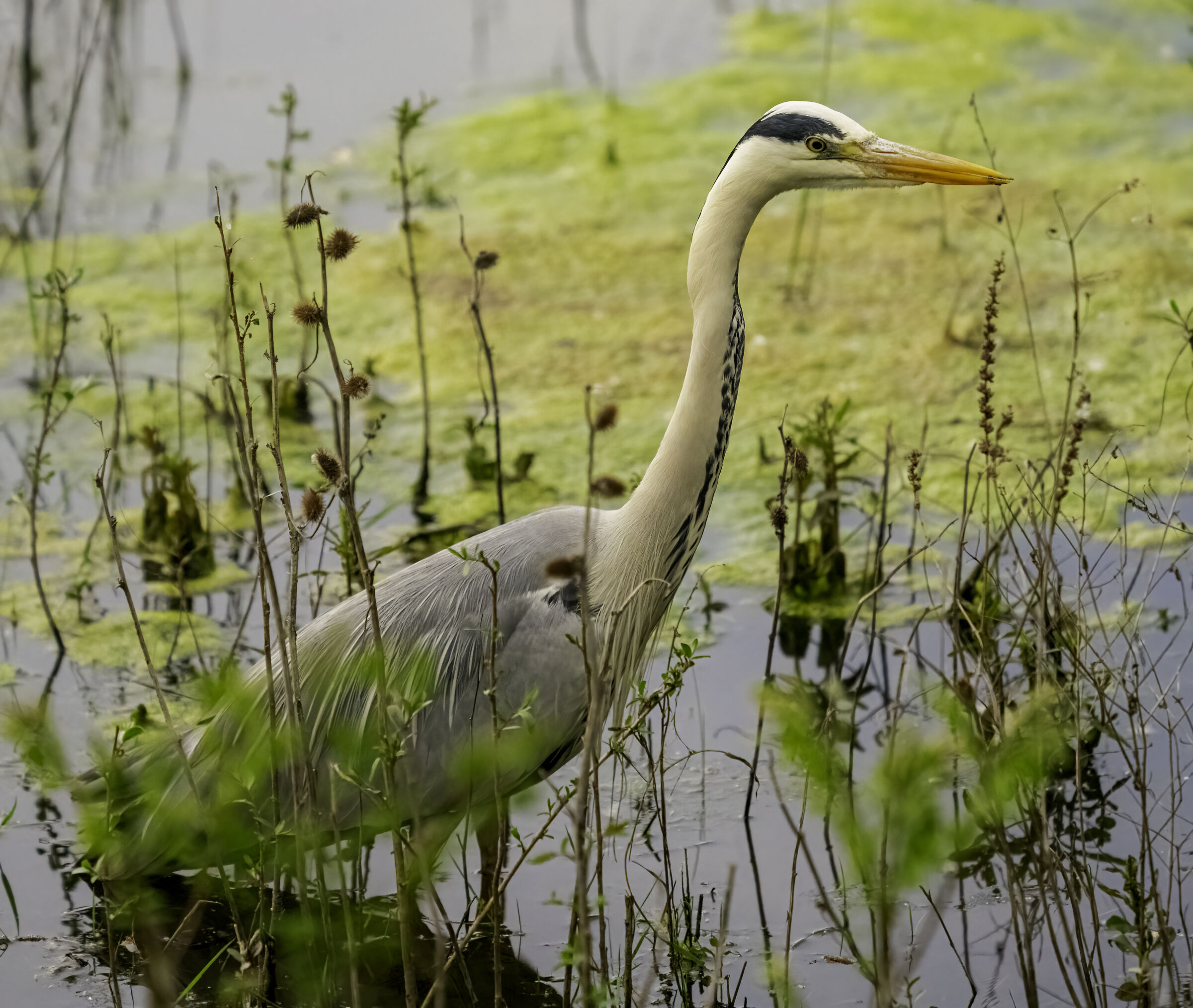 Il diffusissimo grigio