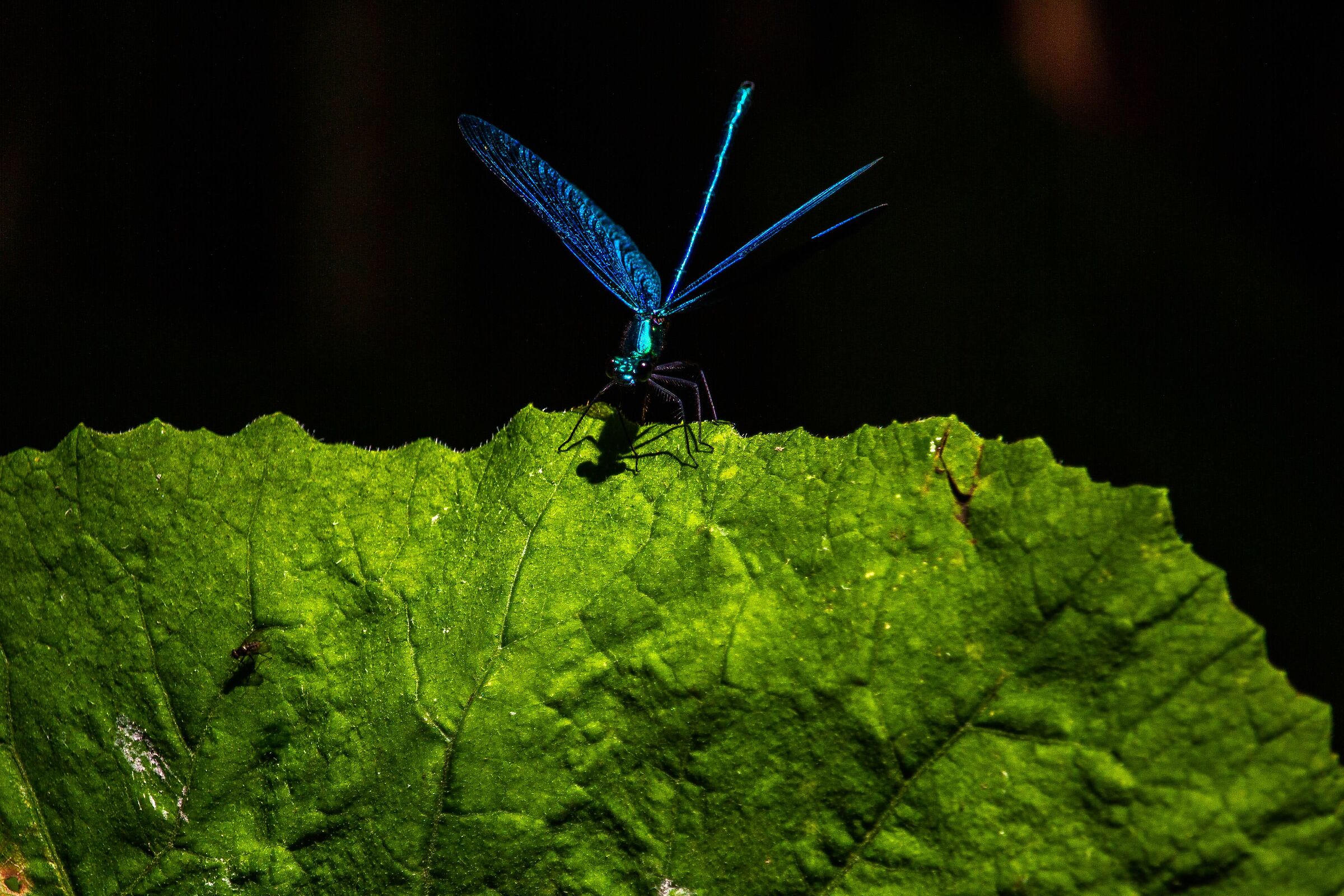 Blue dragonfly