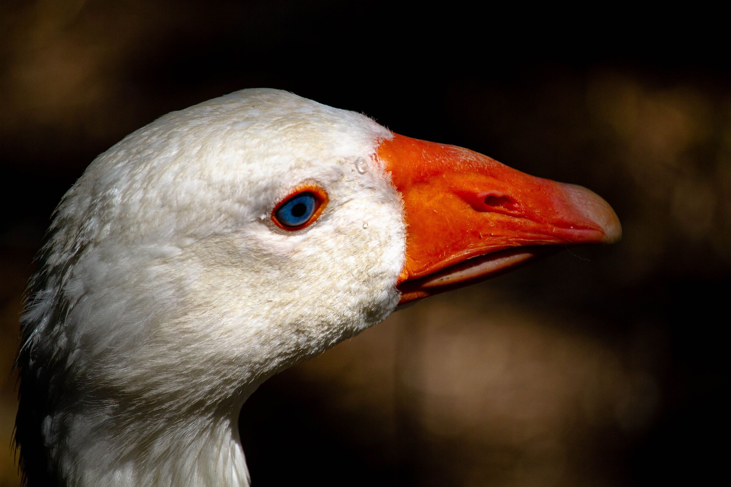 Goose tear