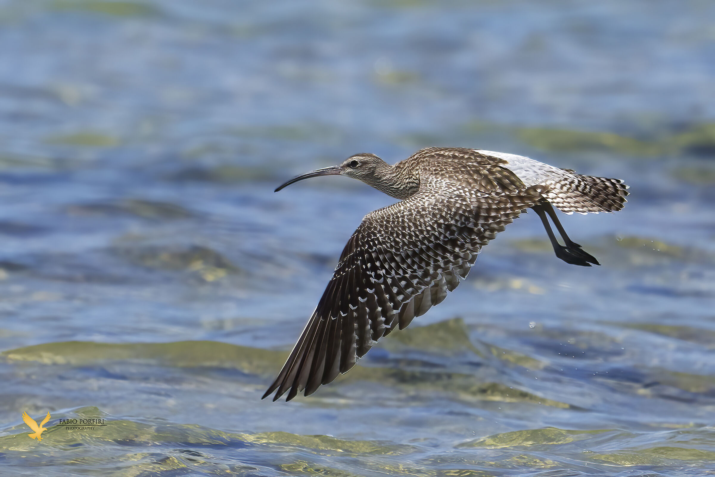 chiurlo piccolo ............