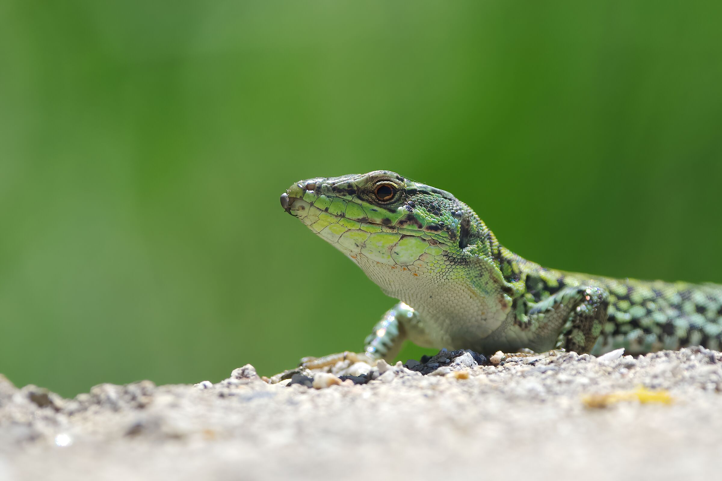 Ignorando il pericolo