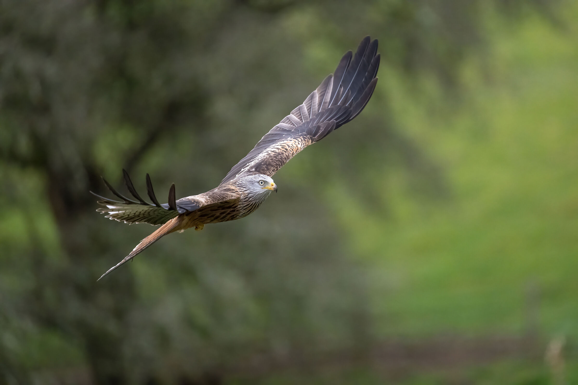 Red Kite (Milvus milvus)