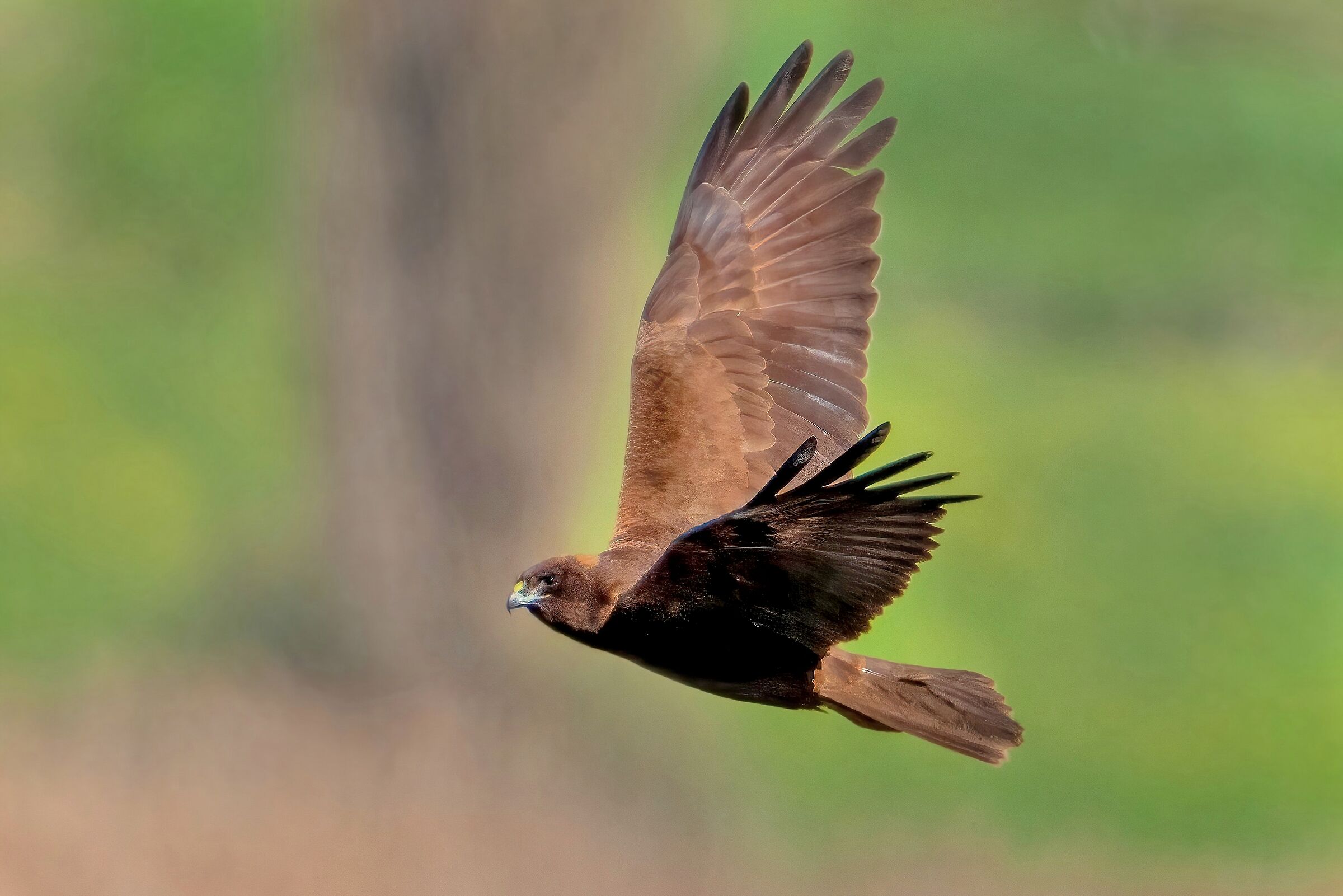 Marsh harrier (Circus aeruginosus)