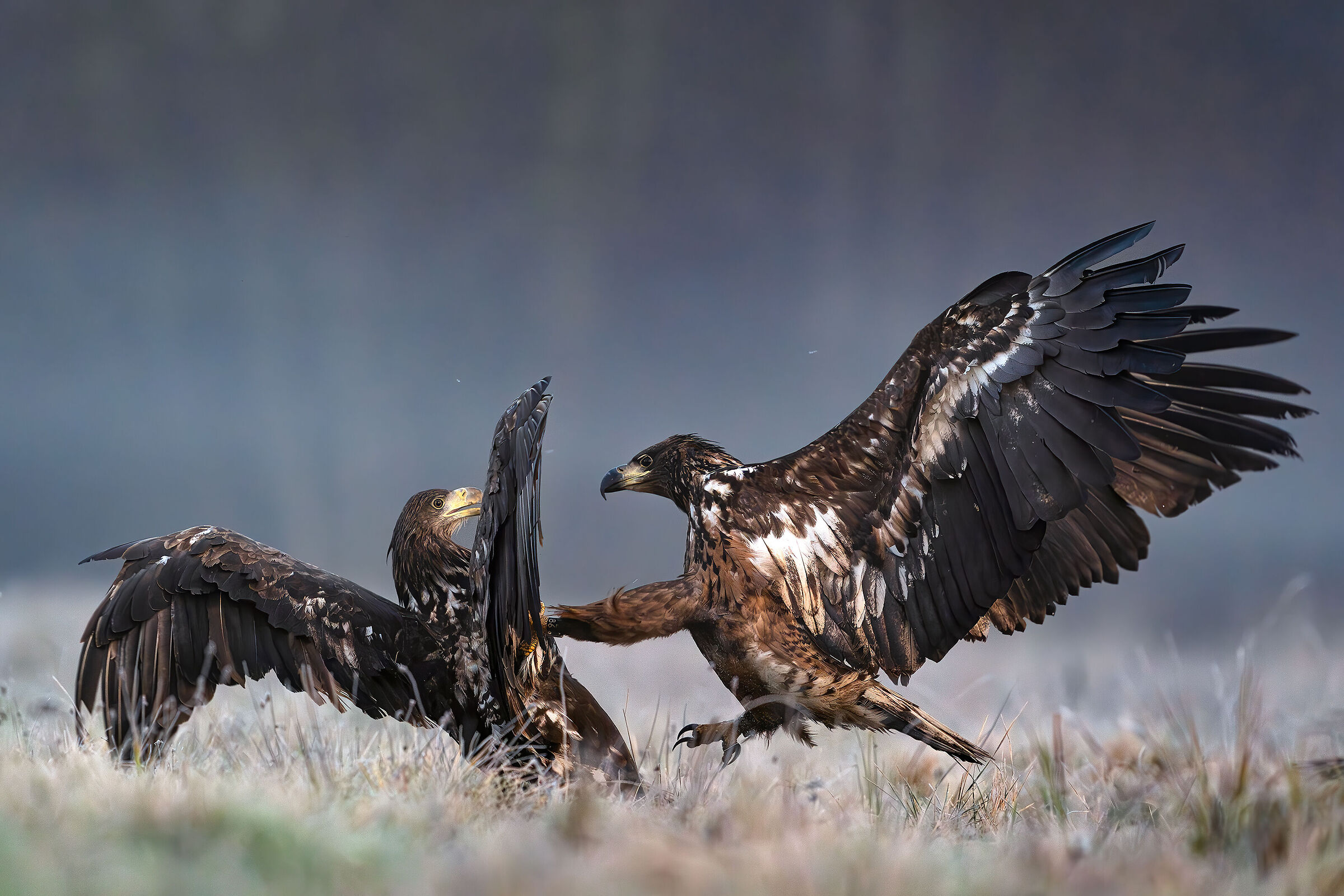 Kung fu among sea eagles