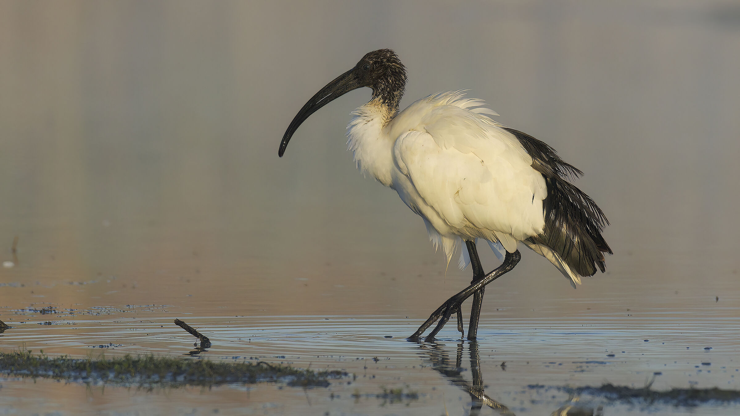 Ibis sacro al mattino2