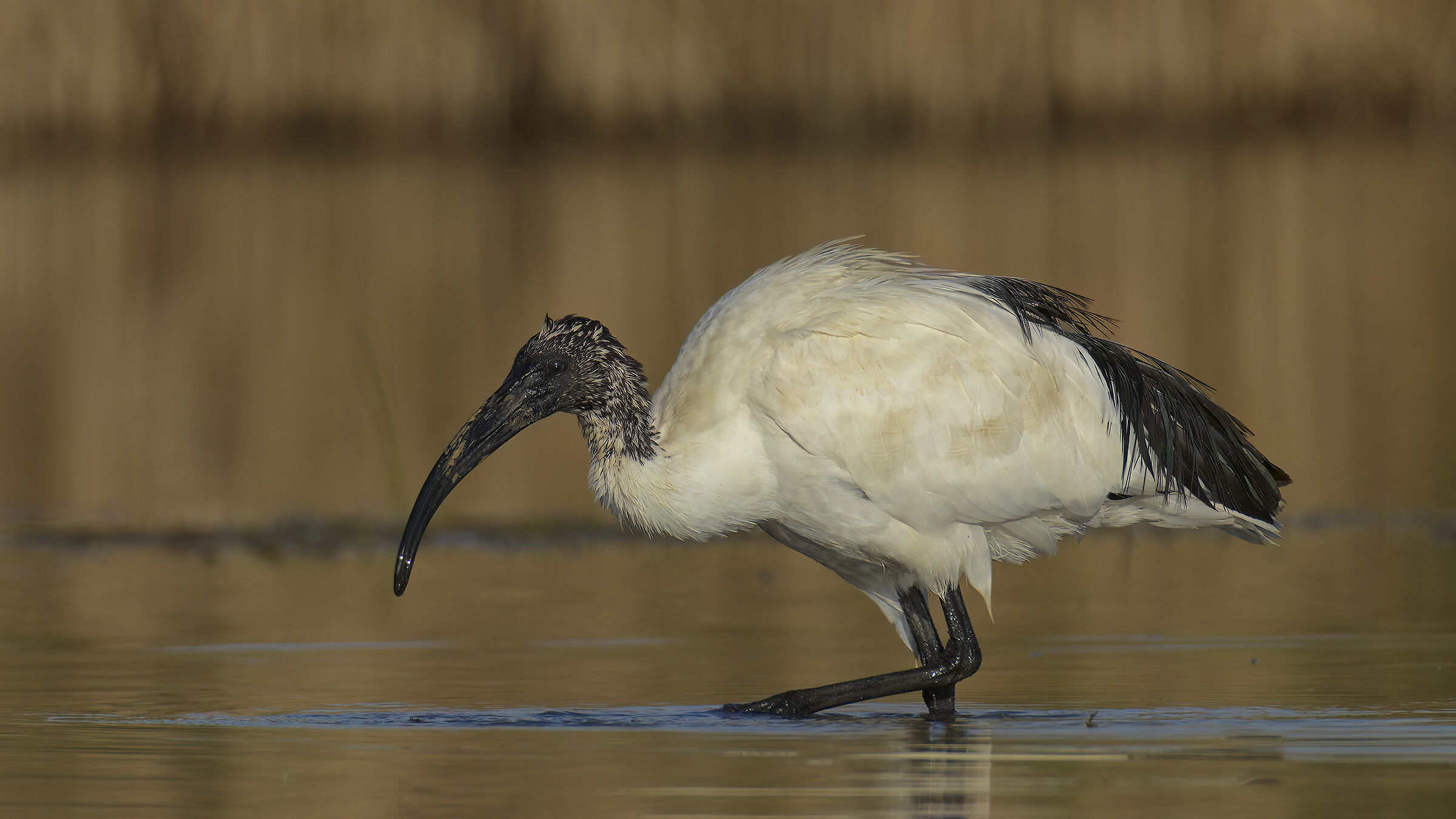 Ibis sacro al mattino3