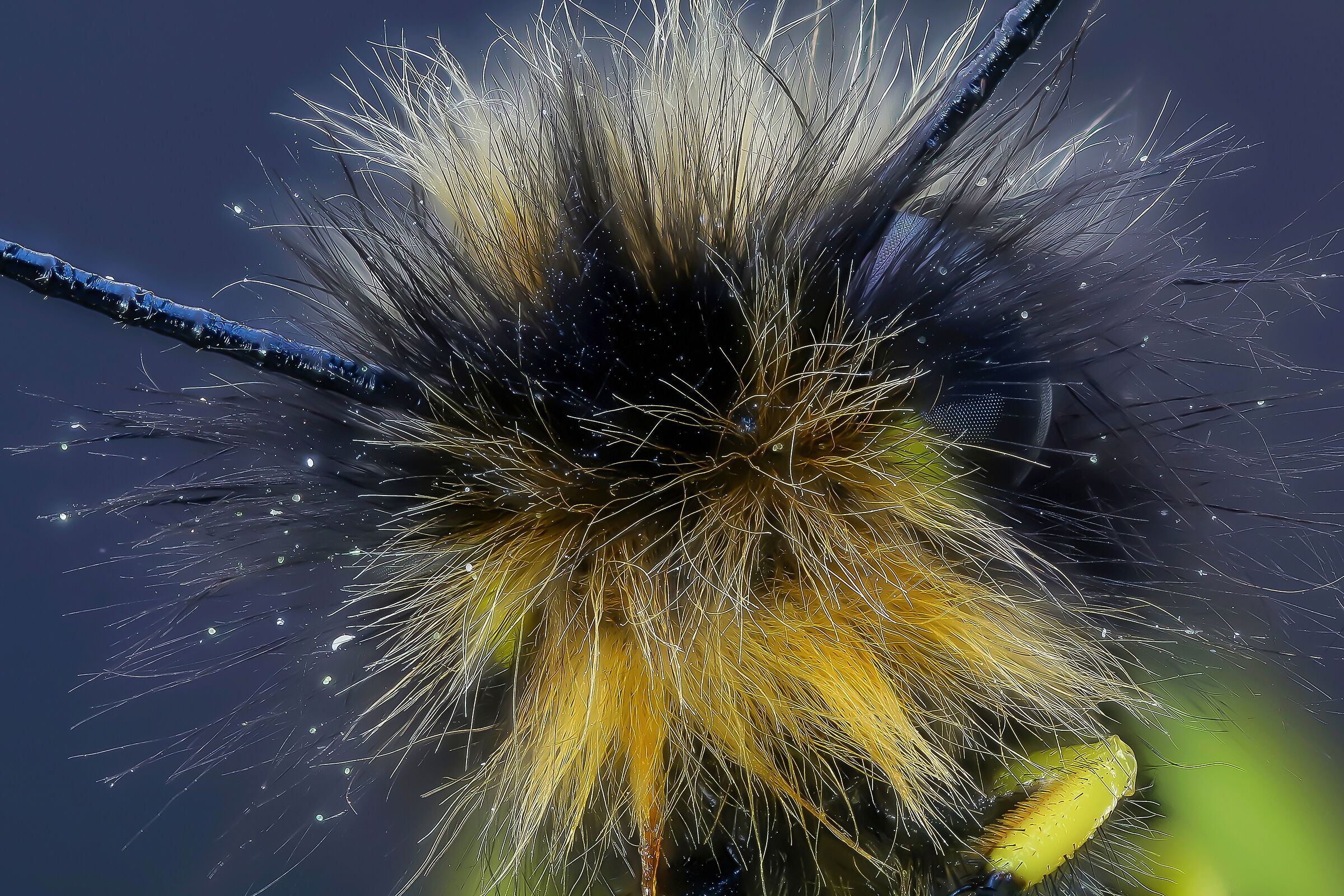 White ascalafo (Libelloides coccajus)