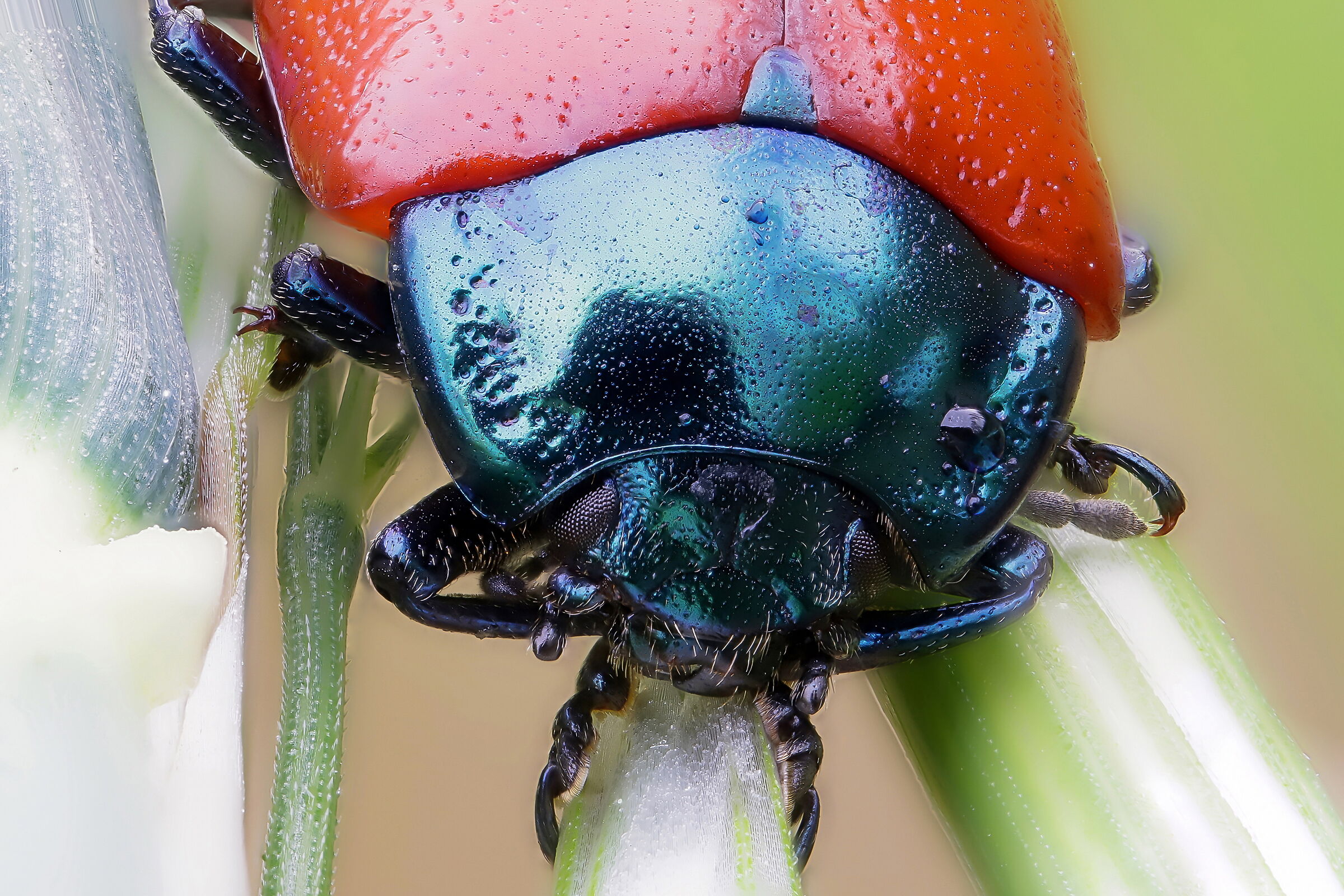 Chrysolina grossa