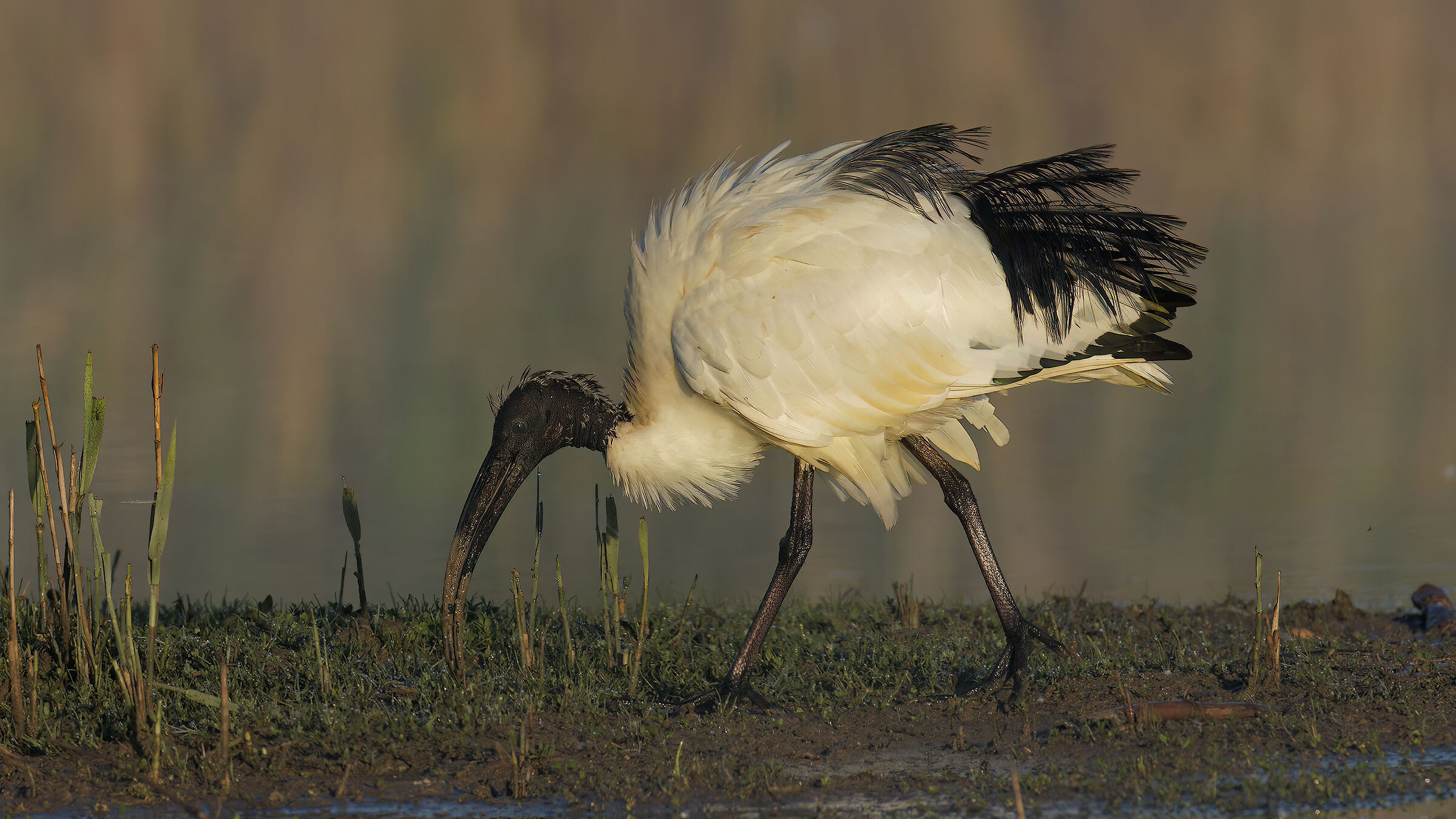 Ibis sacro prime luci