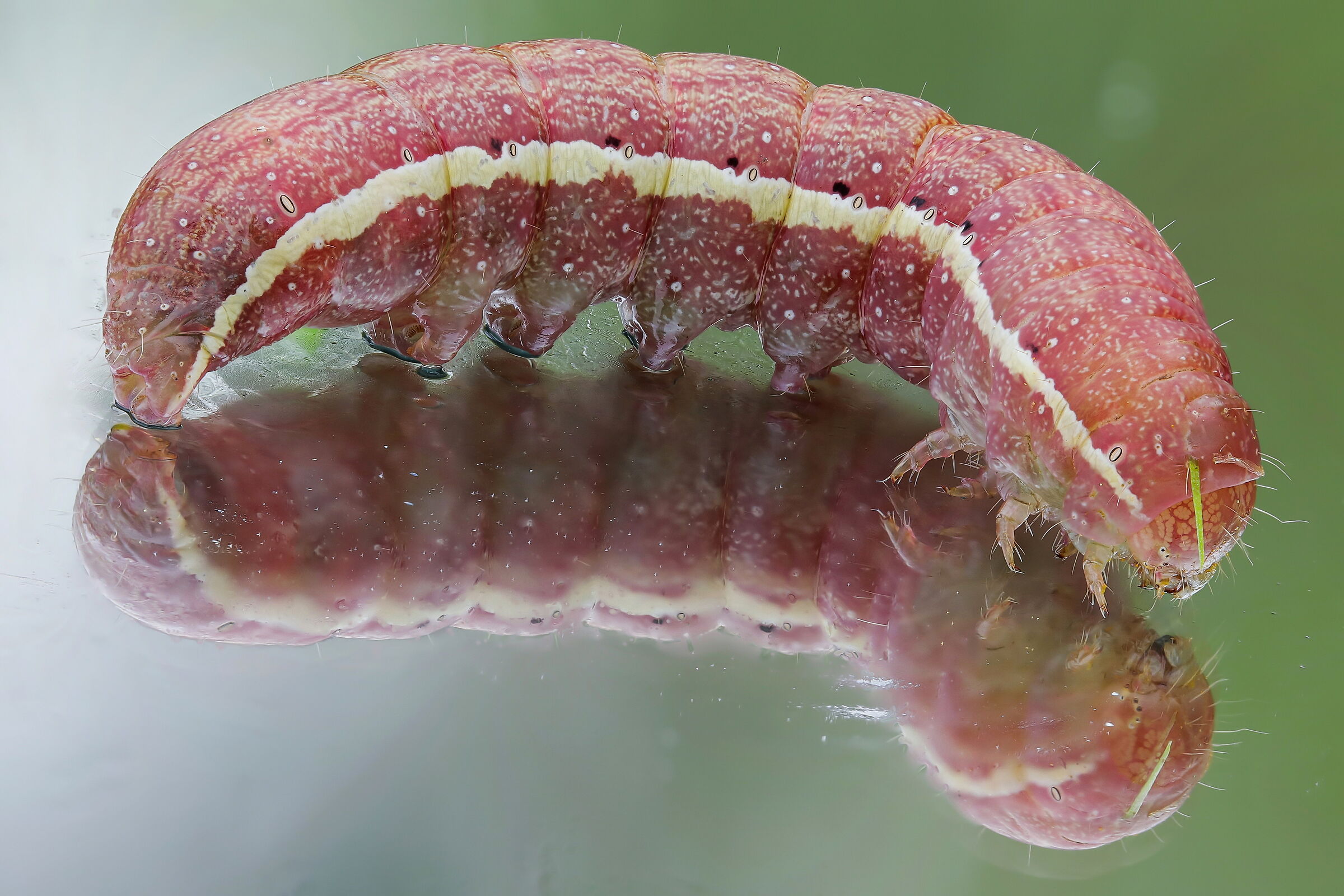 Larva of Noctuidae sp.