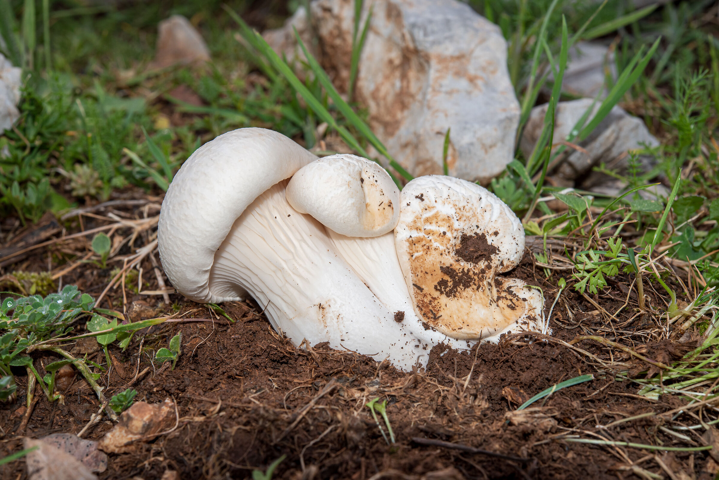 Pleurotus nebrodensis, the white gold