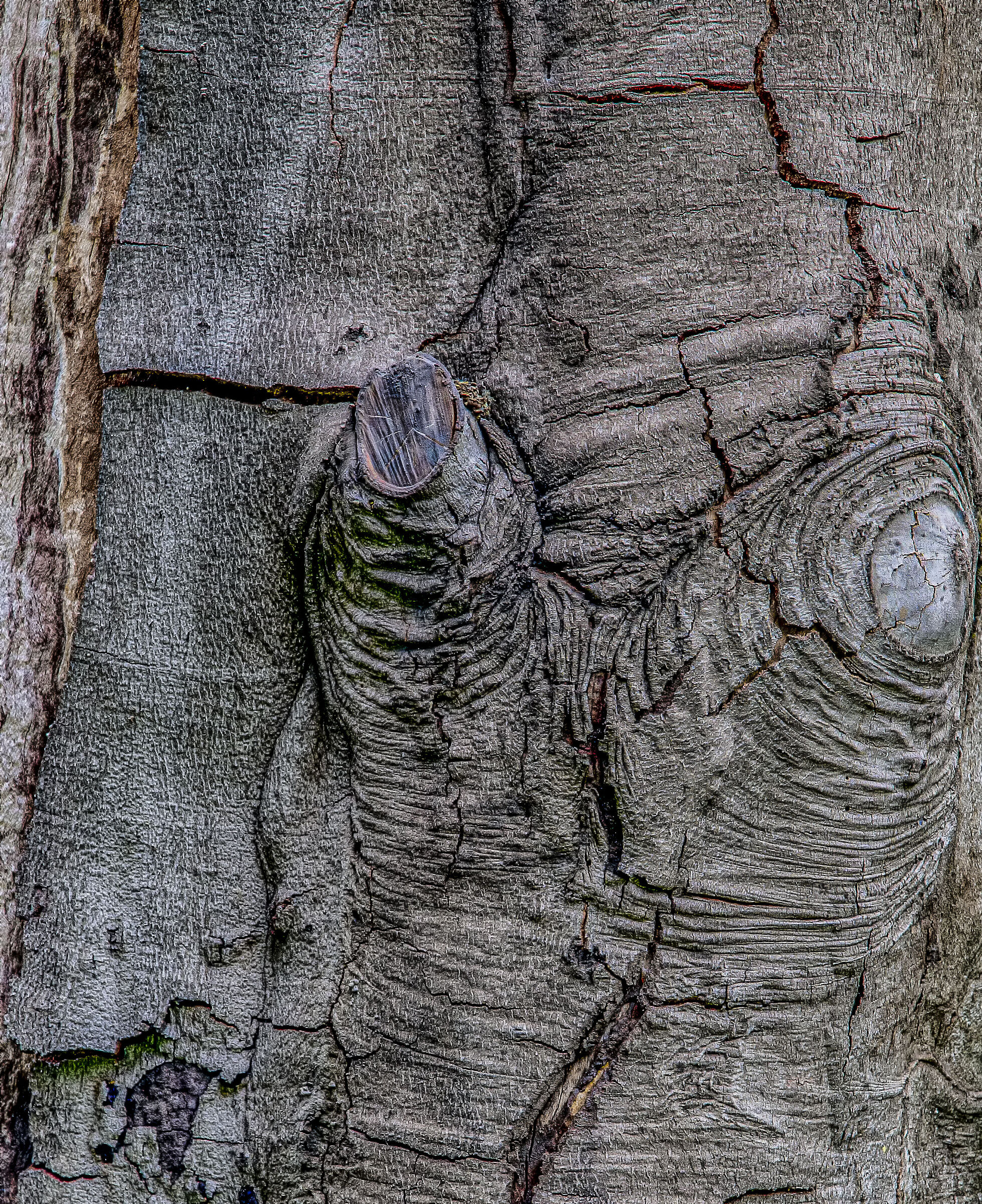 Bark