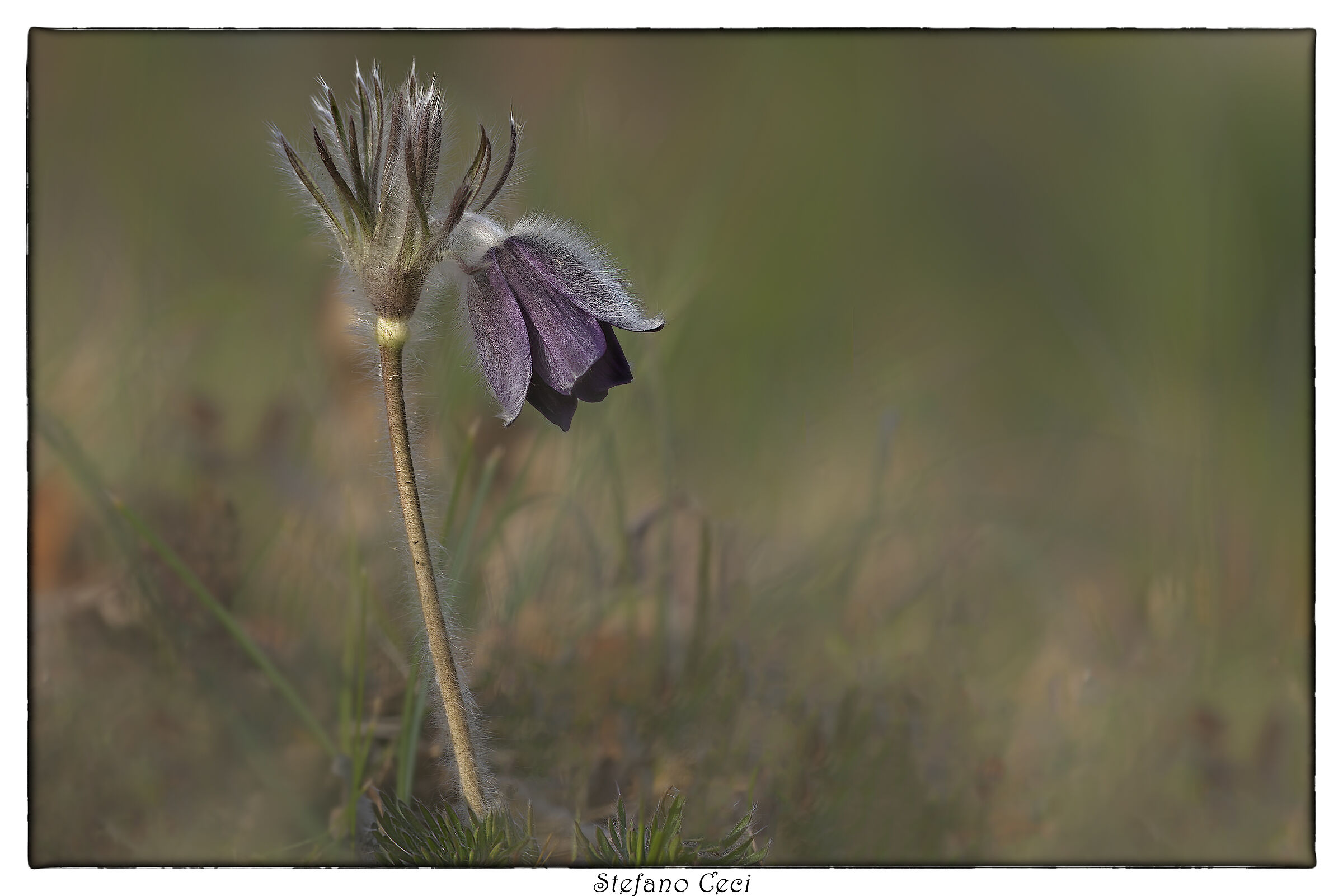 Pulsatilla Alpina