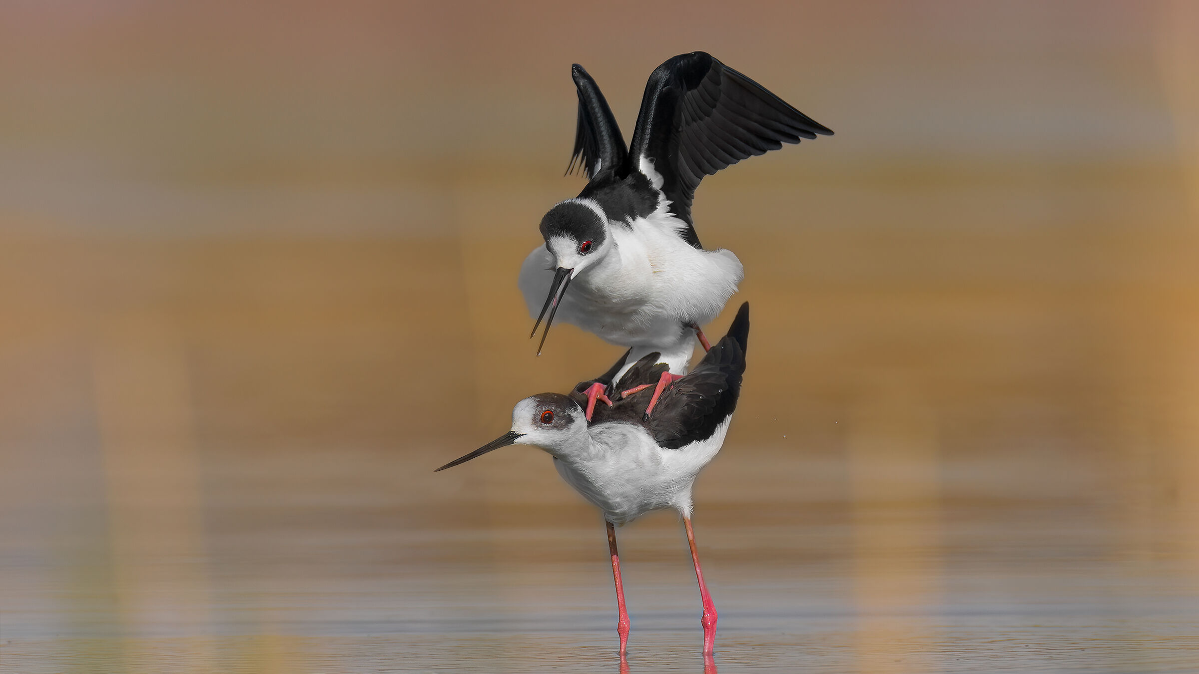 Accoppiamento in luce buona