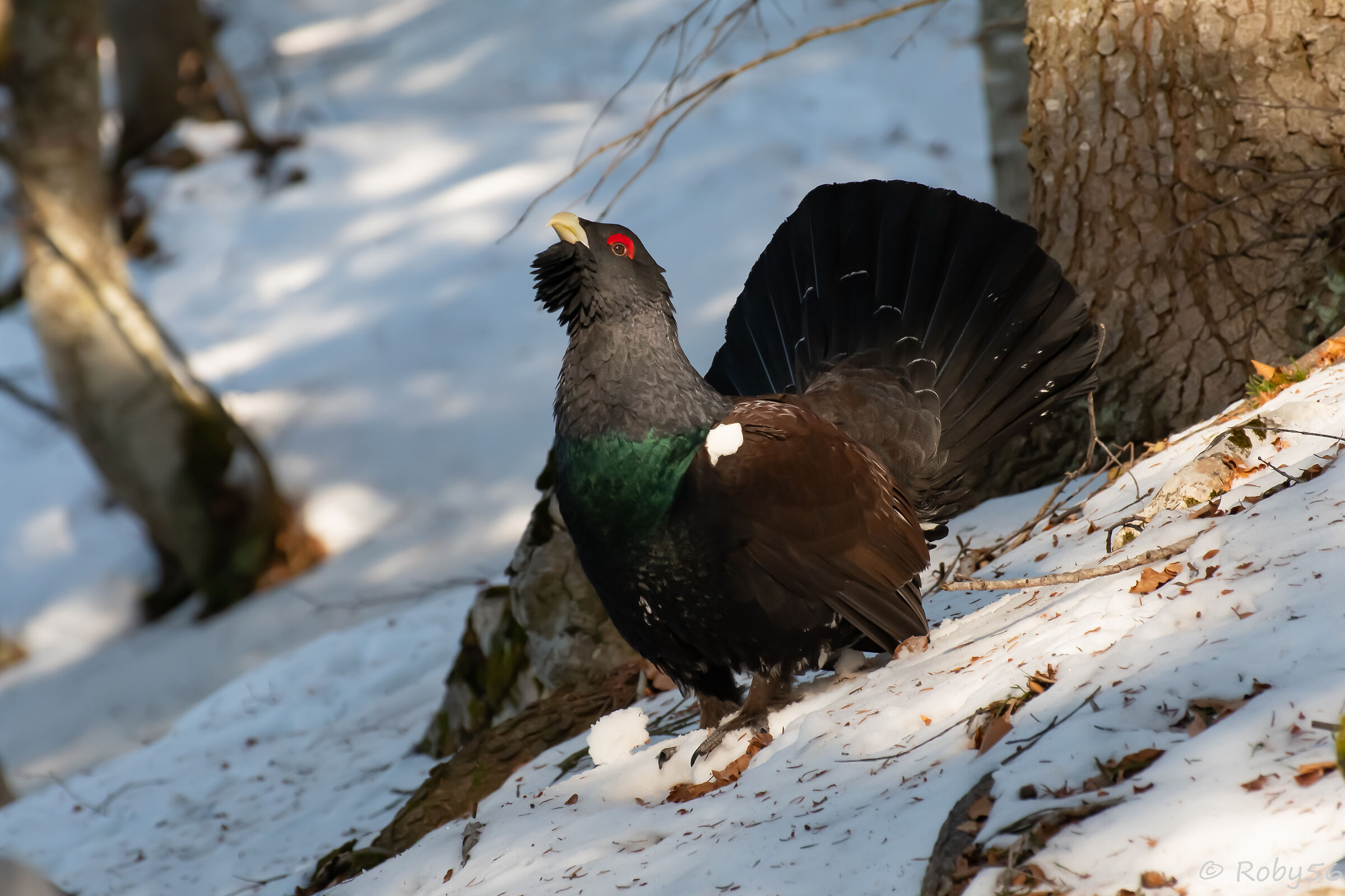 The lord of the woods..