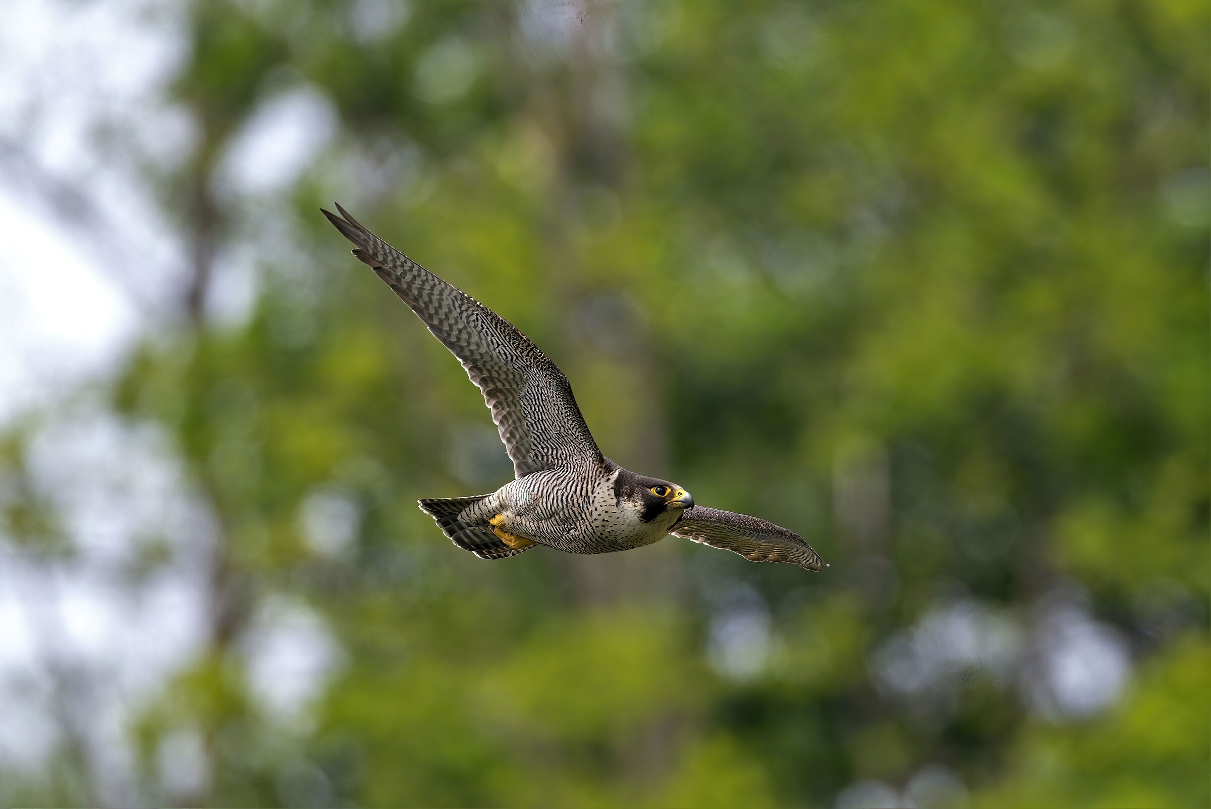 peregrine
