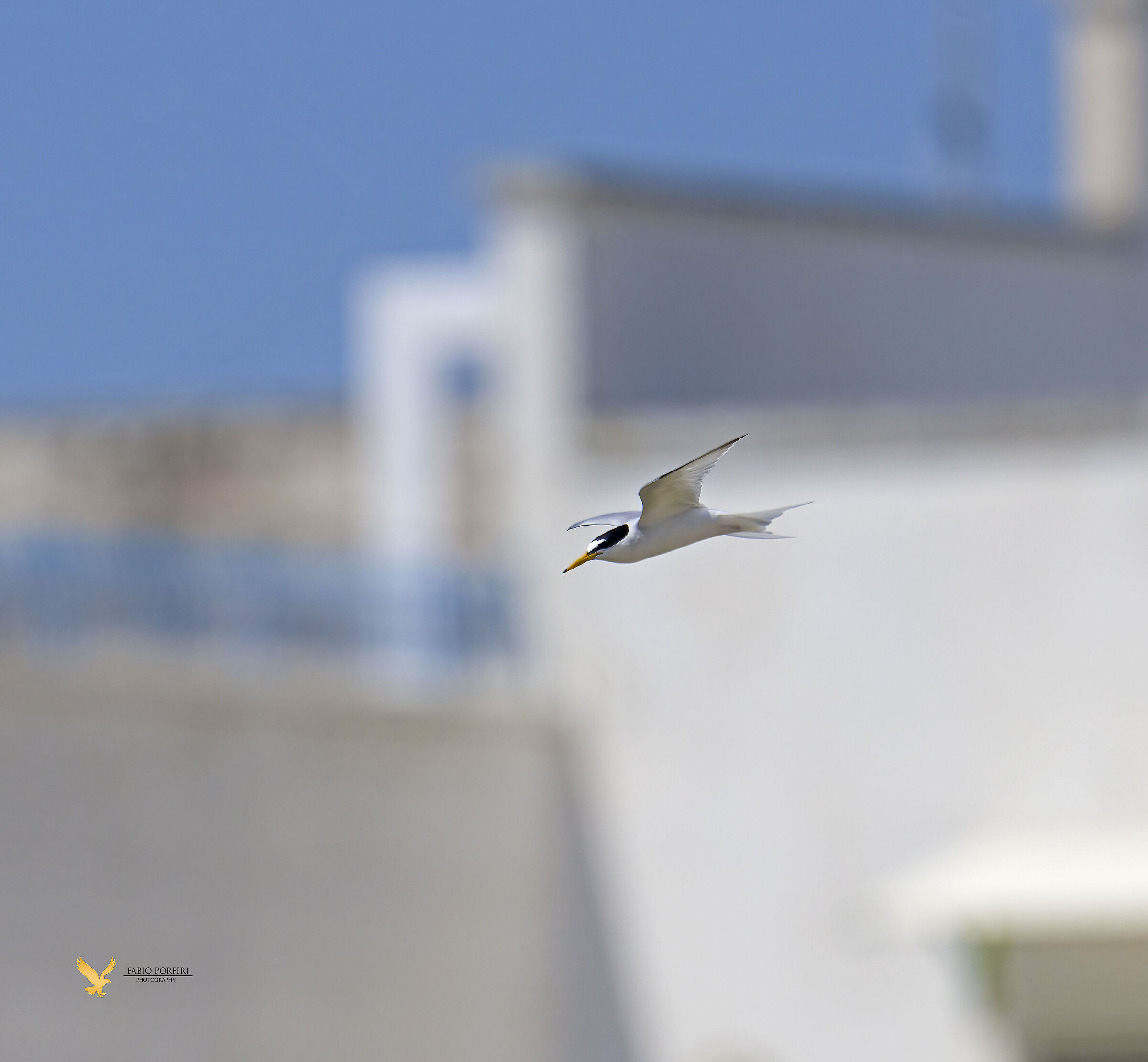 il fraticello cittadino ....