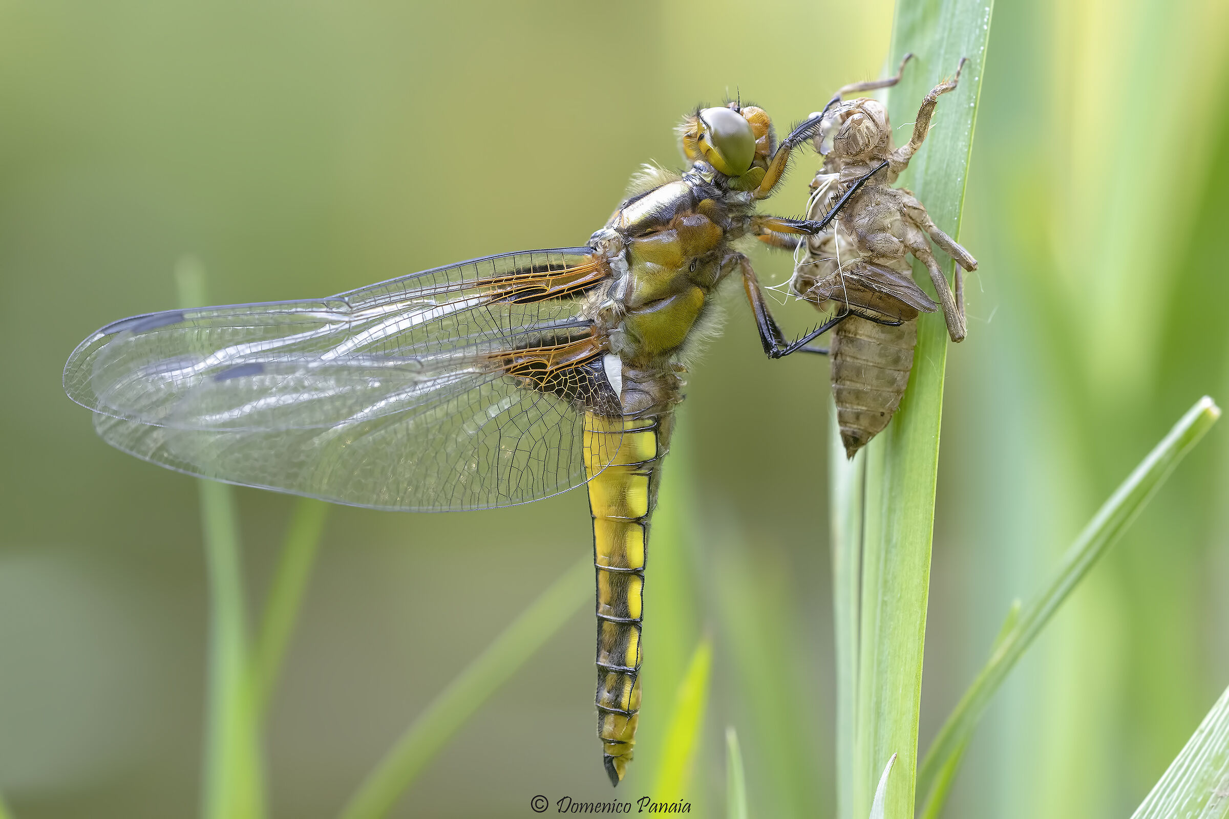 depressed dragonfly