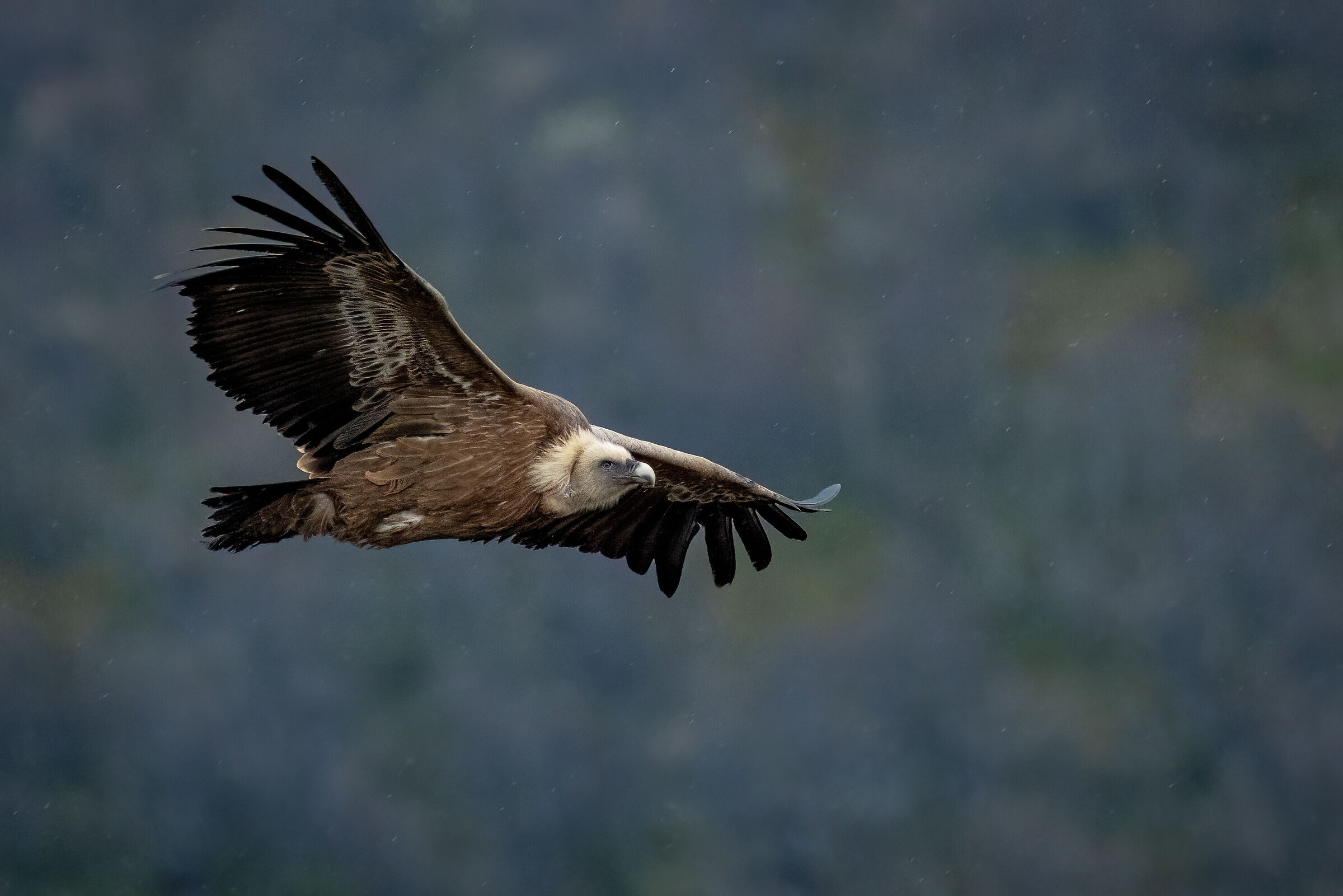 Grifone nella pioggia