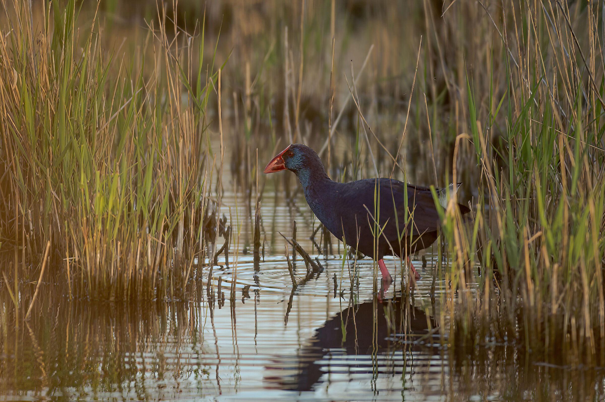 Pollo sultano ambientato