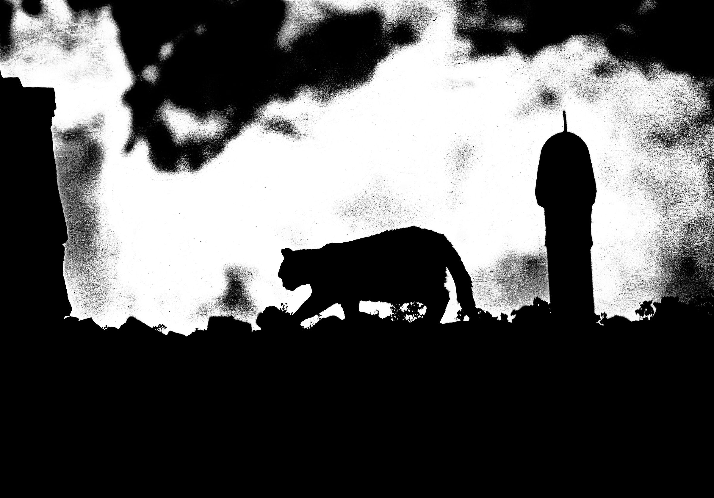 Cats are nocturnal animals.