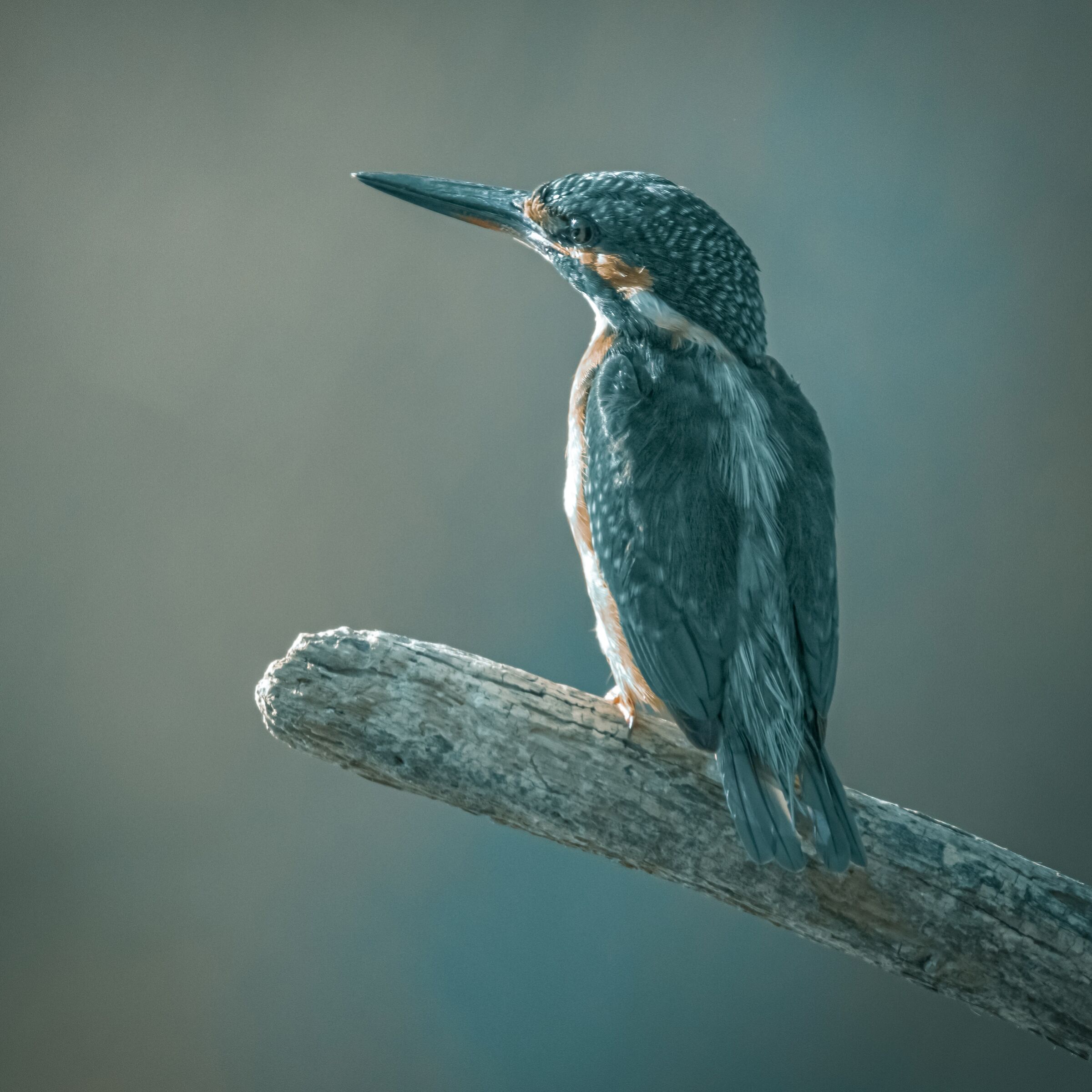 Martin pescatore (Alcedo at this)