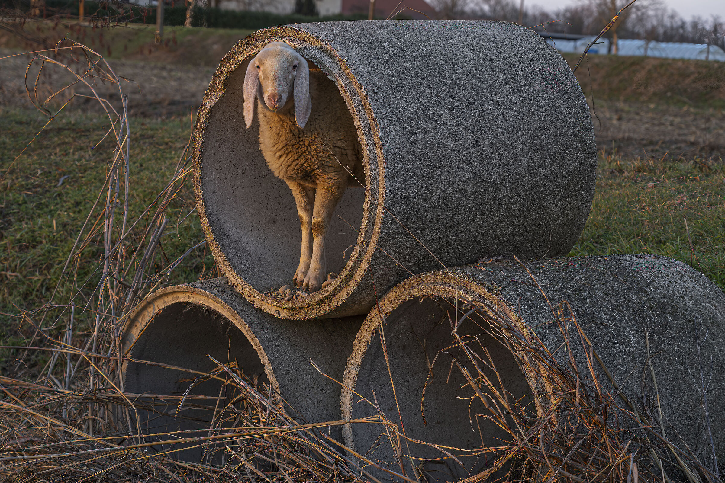 A roof for the night