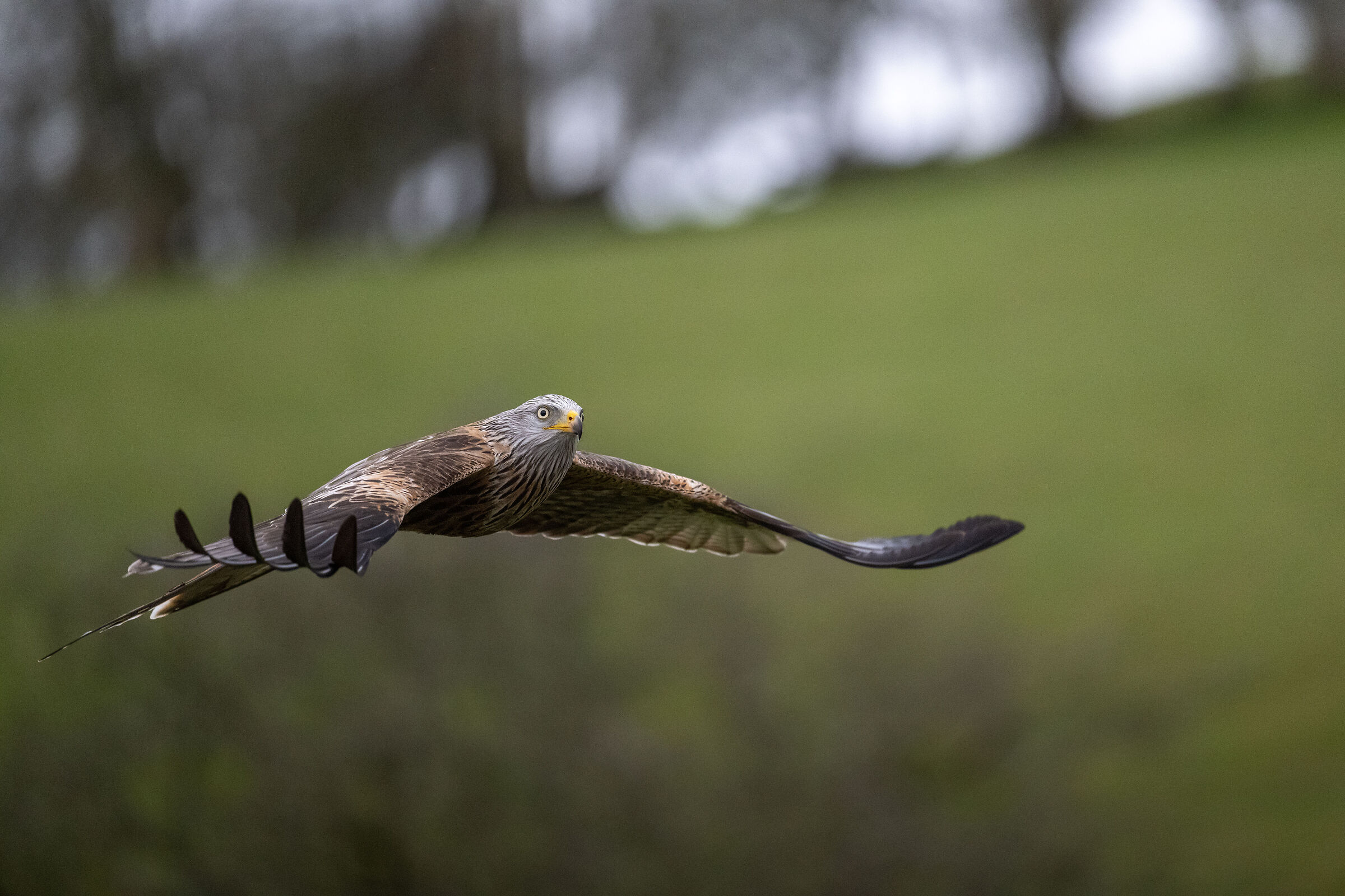 Red Kite (Milvus milvus)
