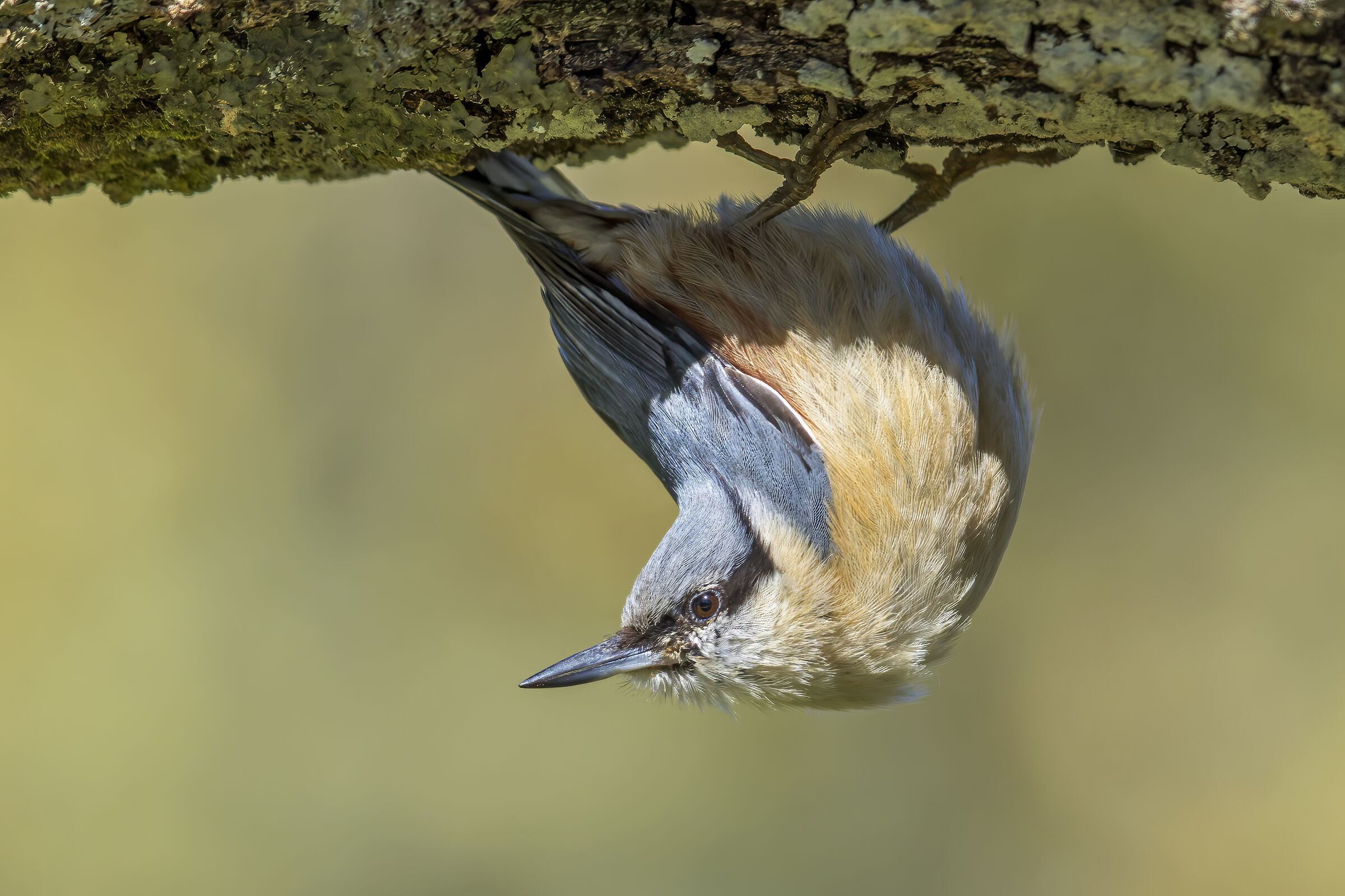 Sitta Europaea... posa casual