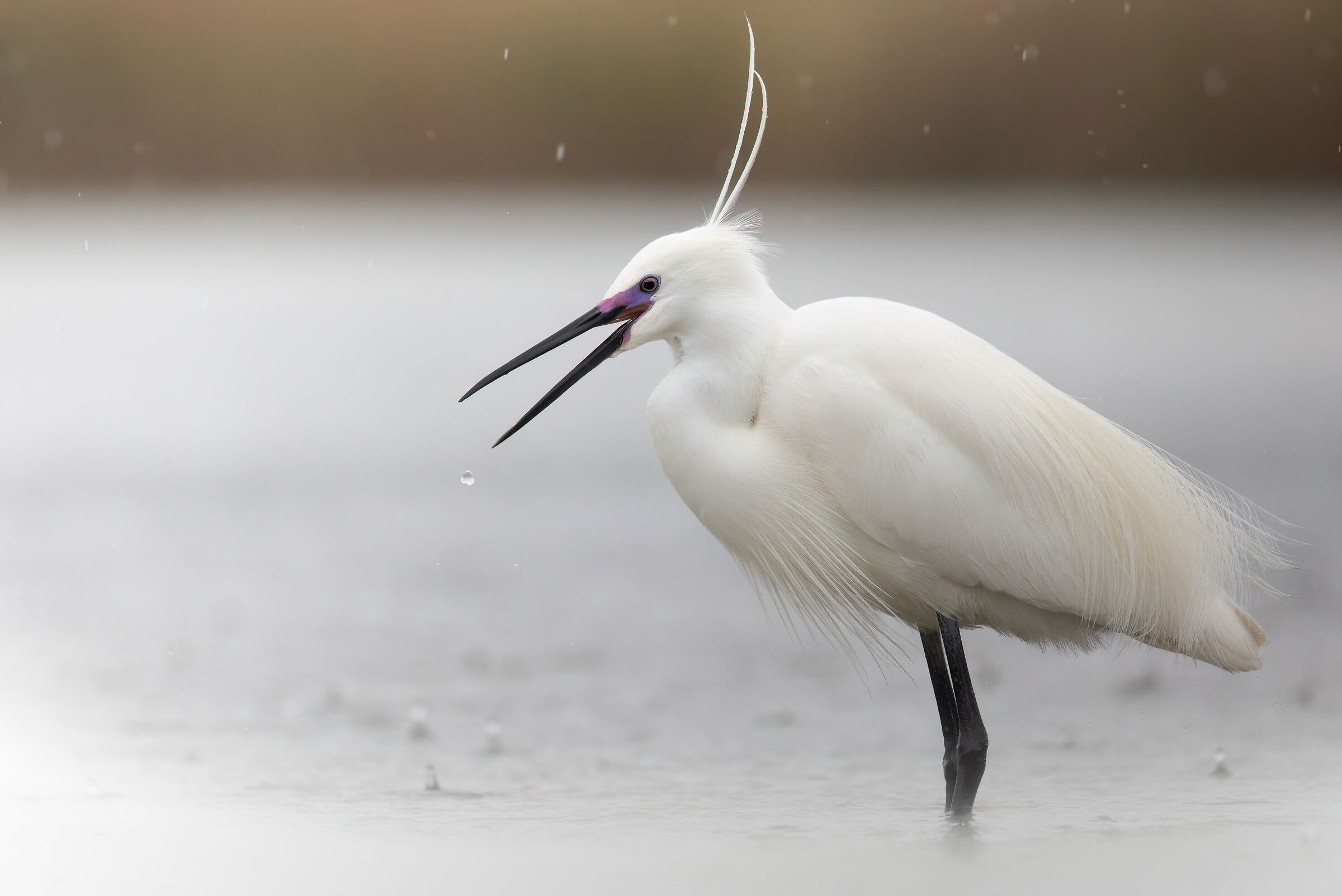 Egret in dress after the storm