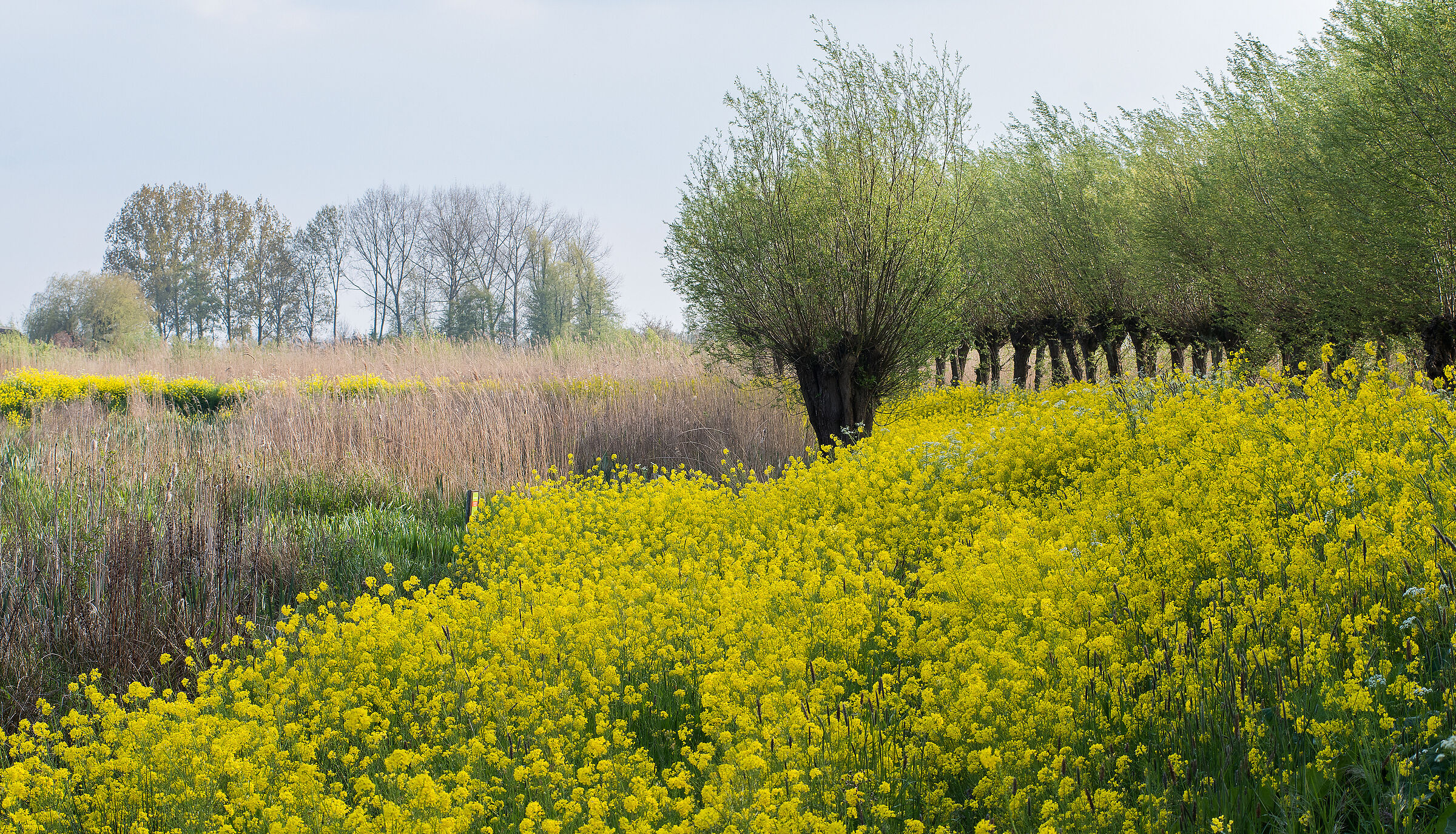 Along the dikes