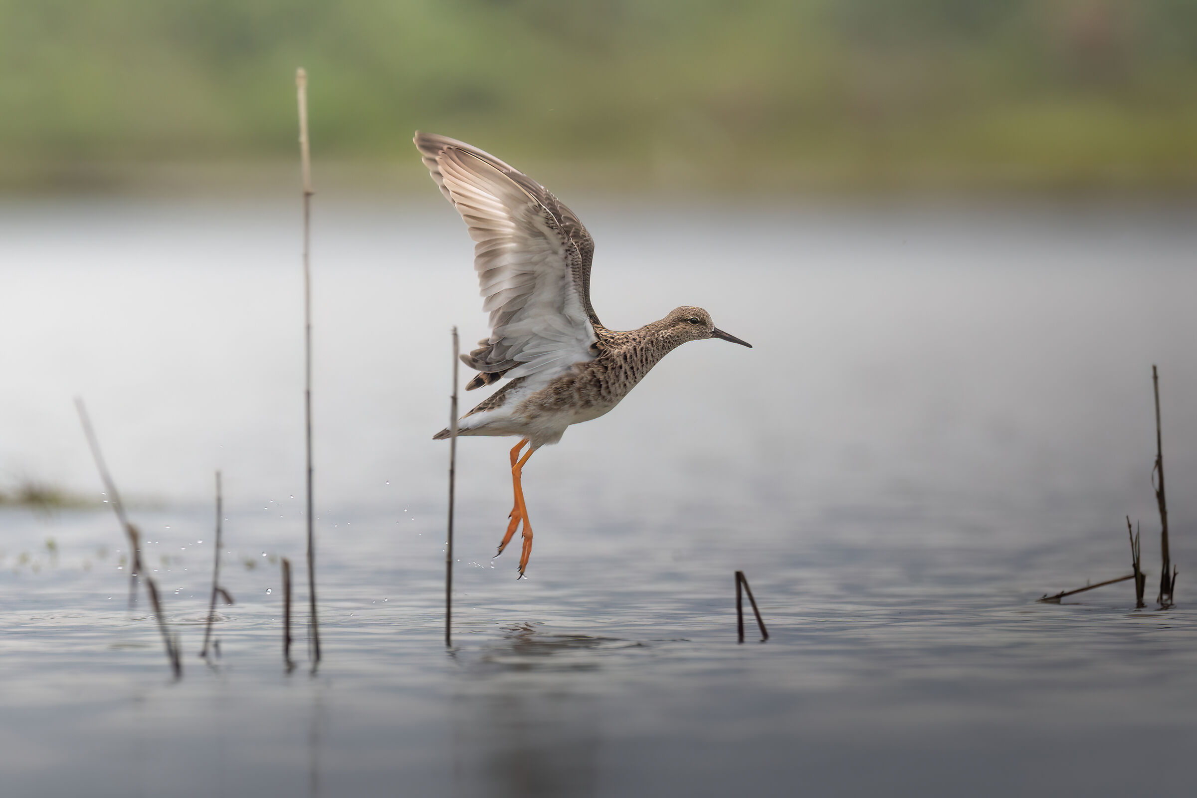 I fly because it makes me struggle to walk