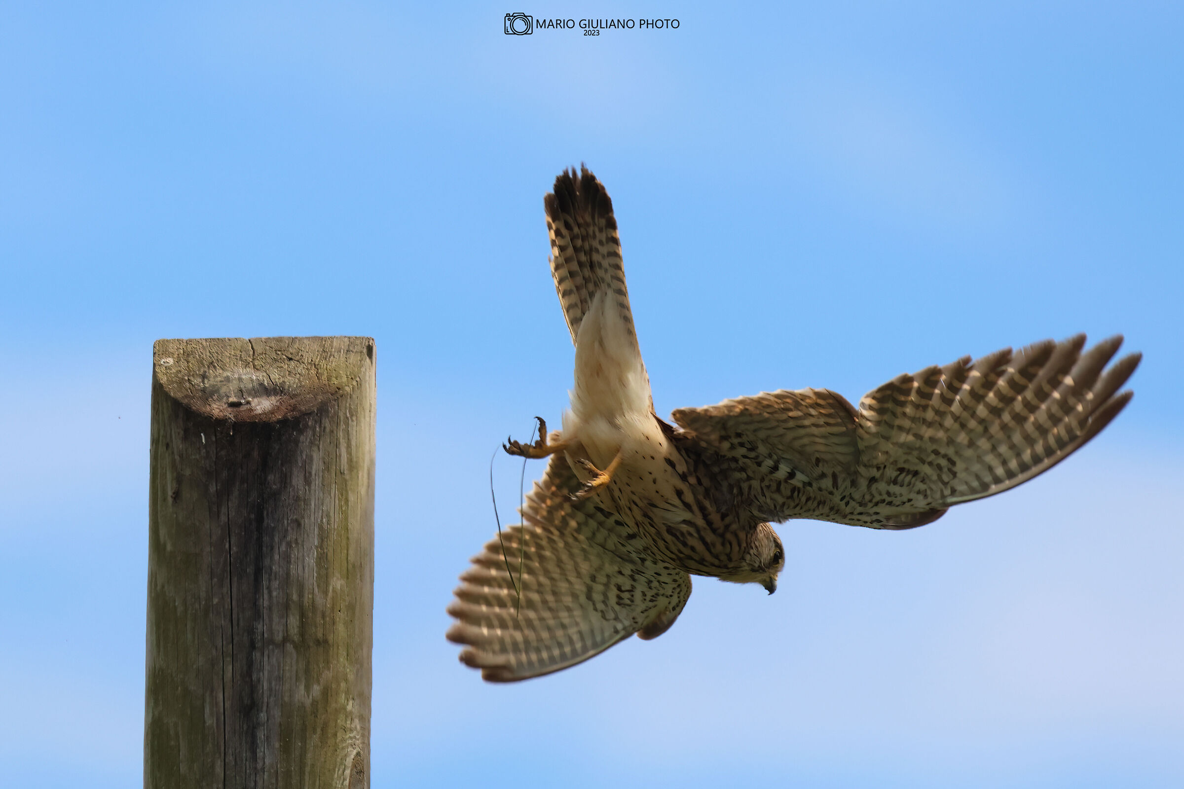 Kestrel