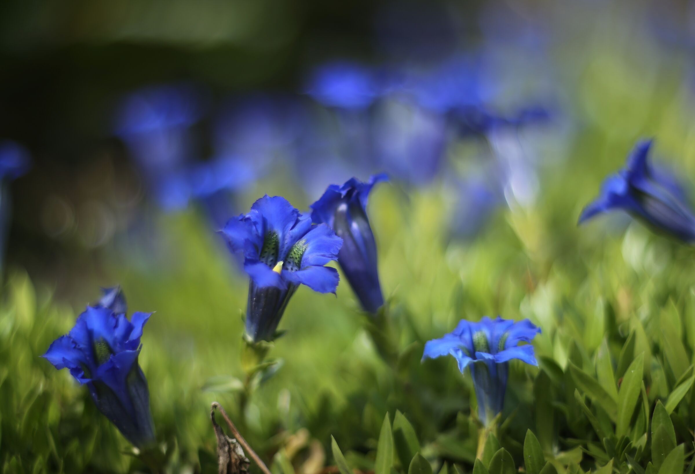 Festa delle genziane
