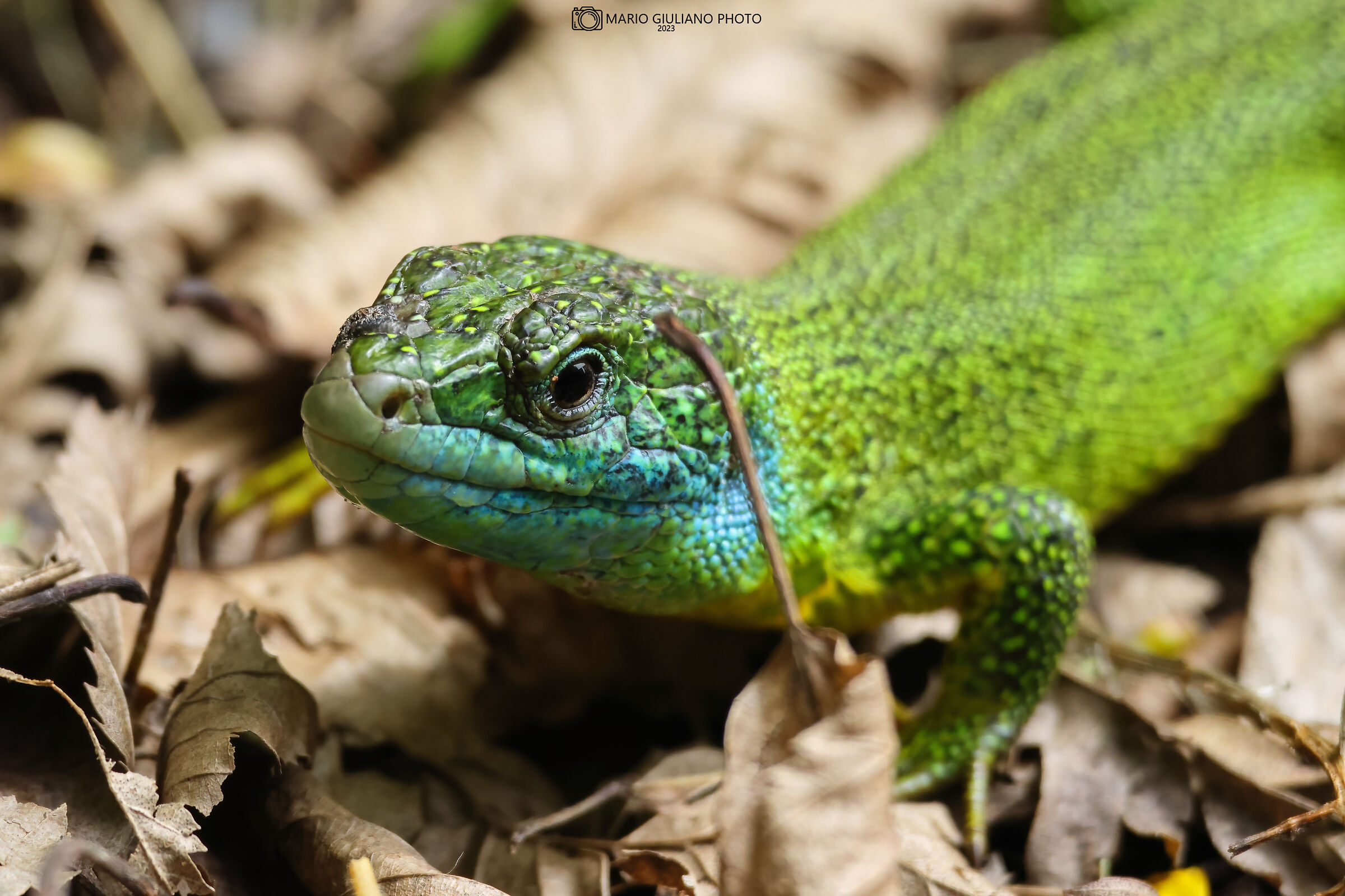 Green lizard