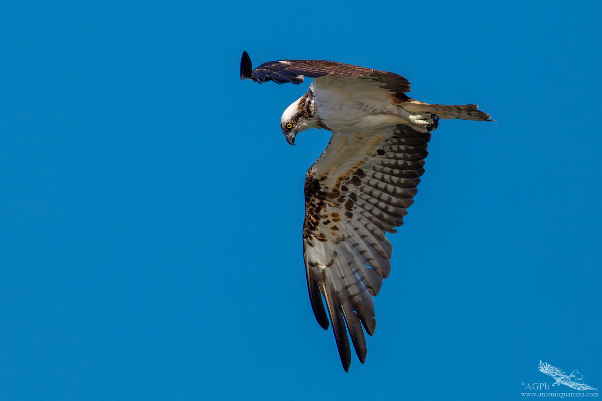 Preda avvistata - Falco pescatore