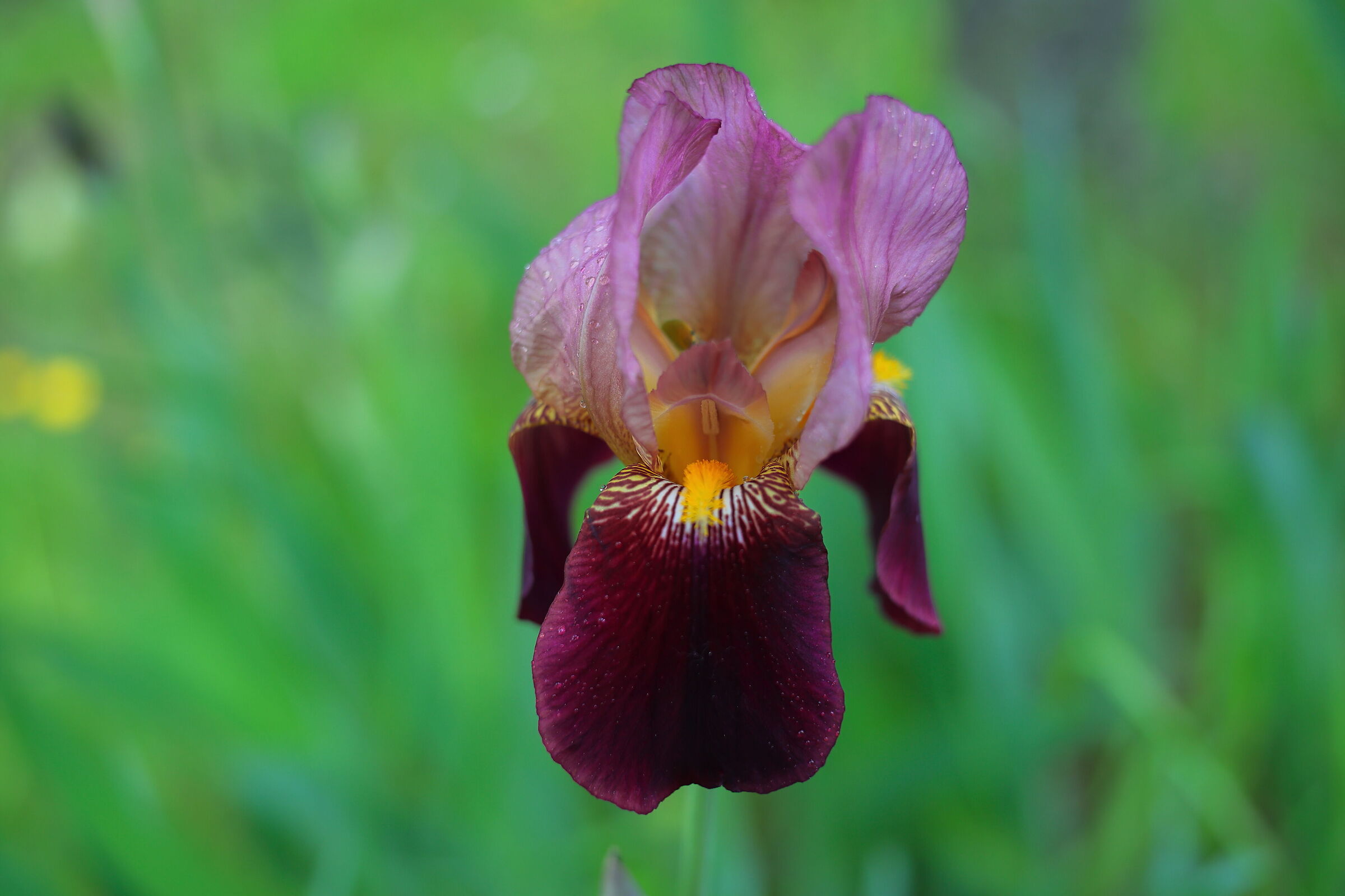 Red iris