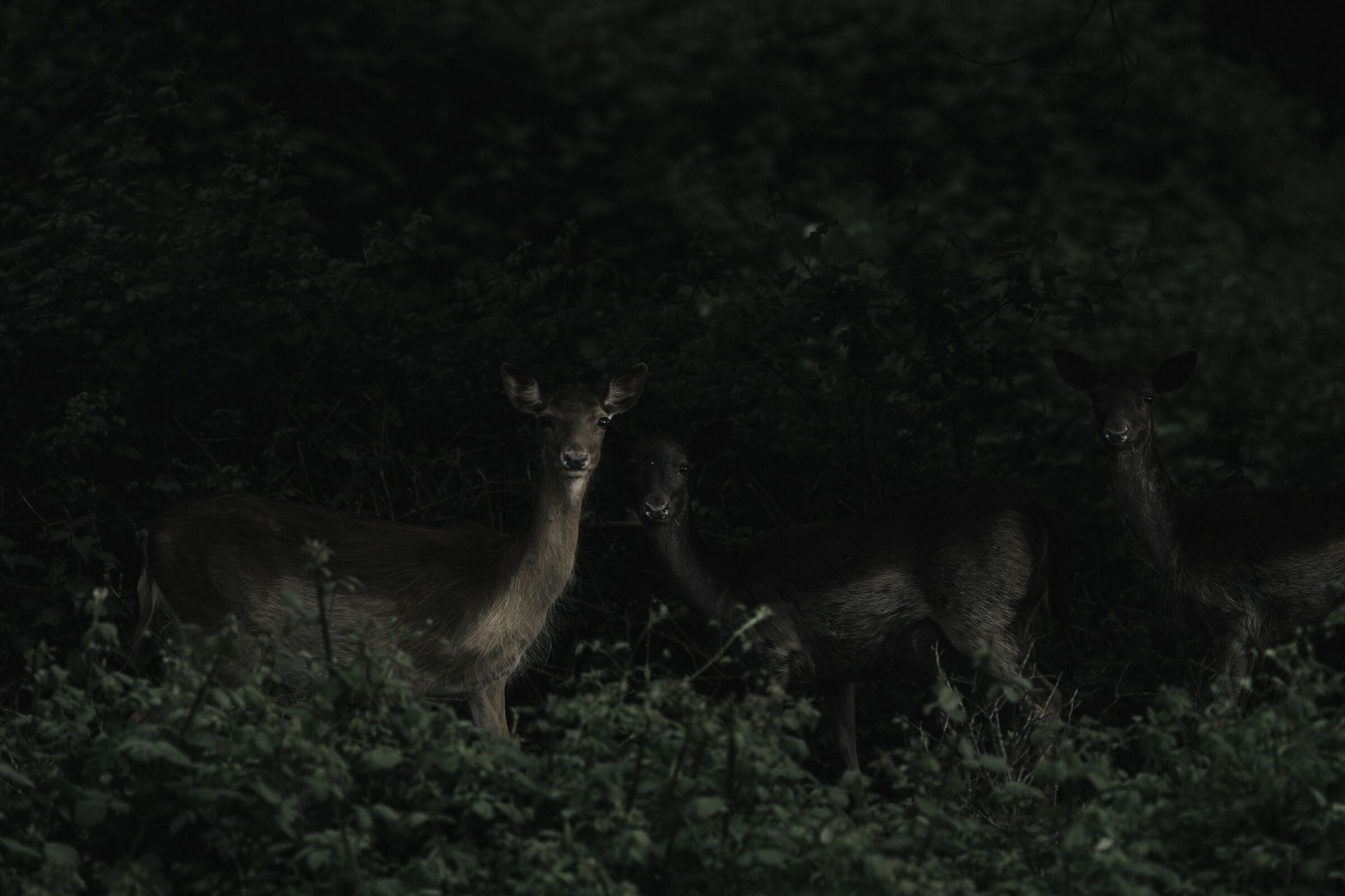 Untitled Photo