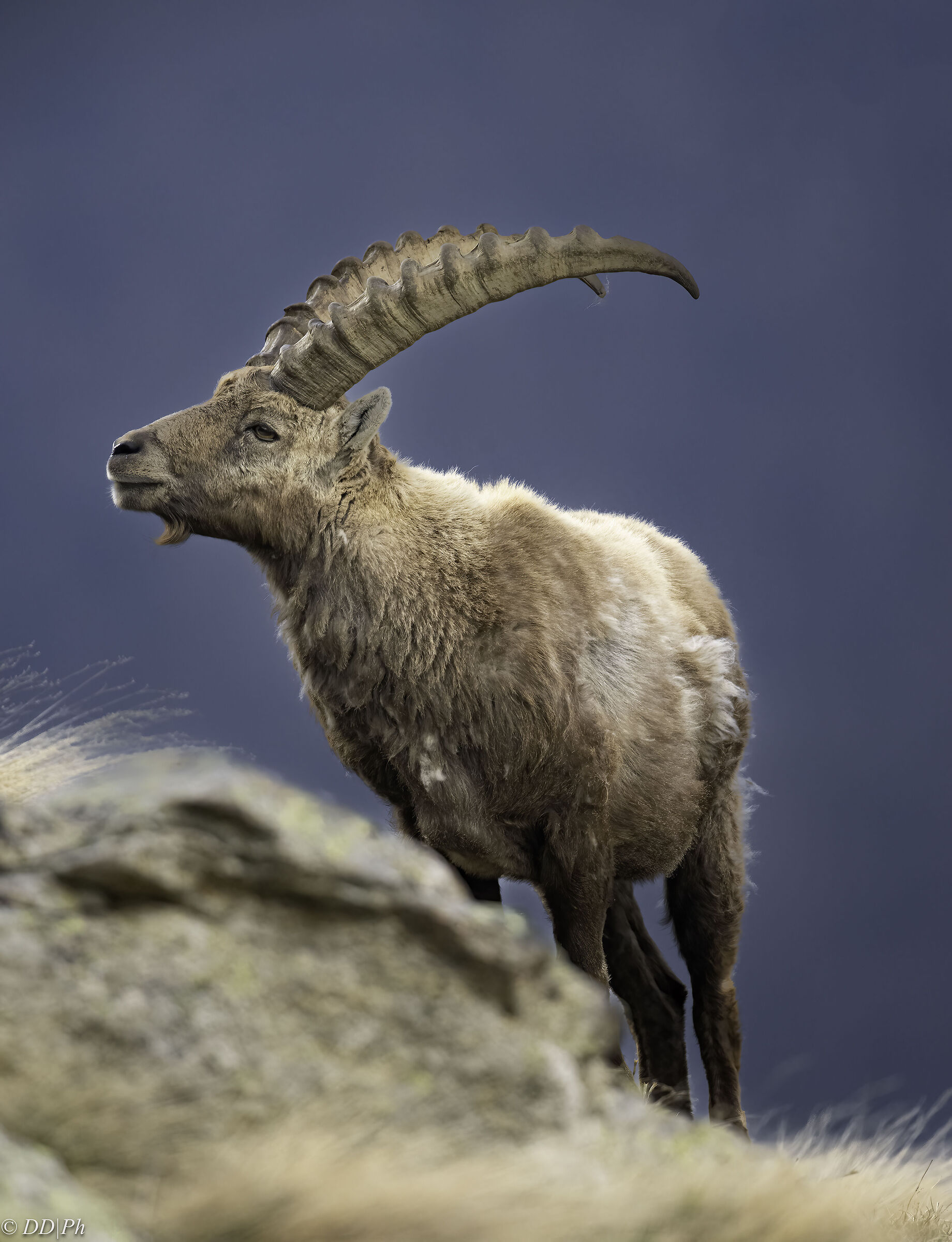 Ibex